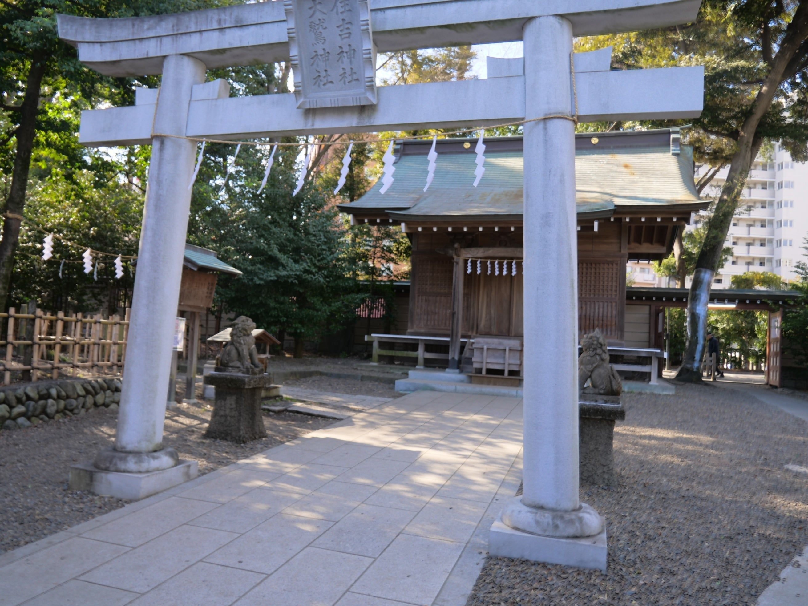 珍しい桑の柱と欅の柱