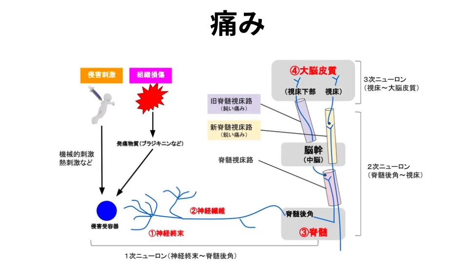 痛みの伝導路。侵害受容器から脊髄後角を経て脳に至る経路を示す図