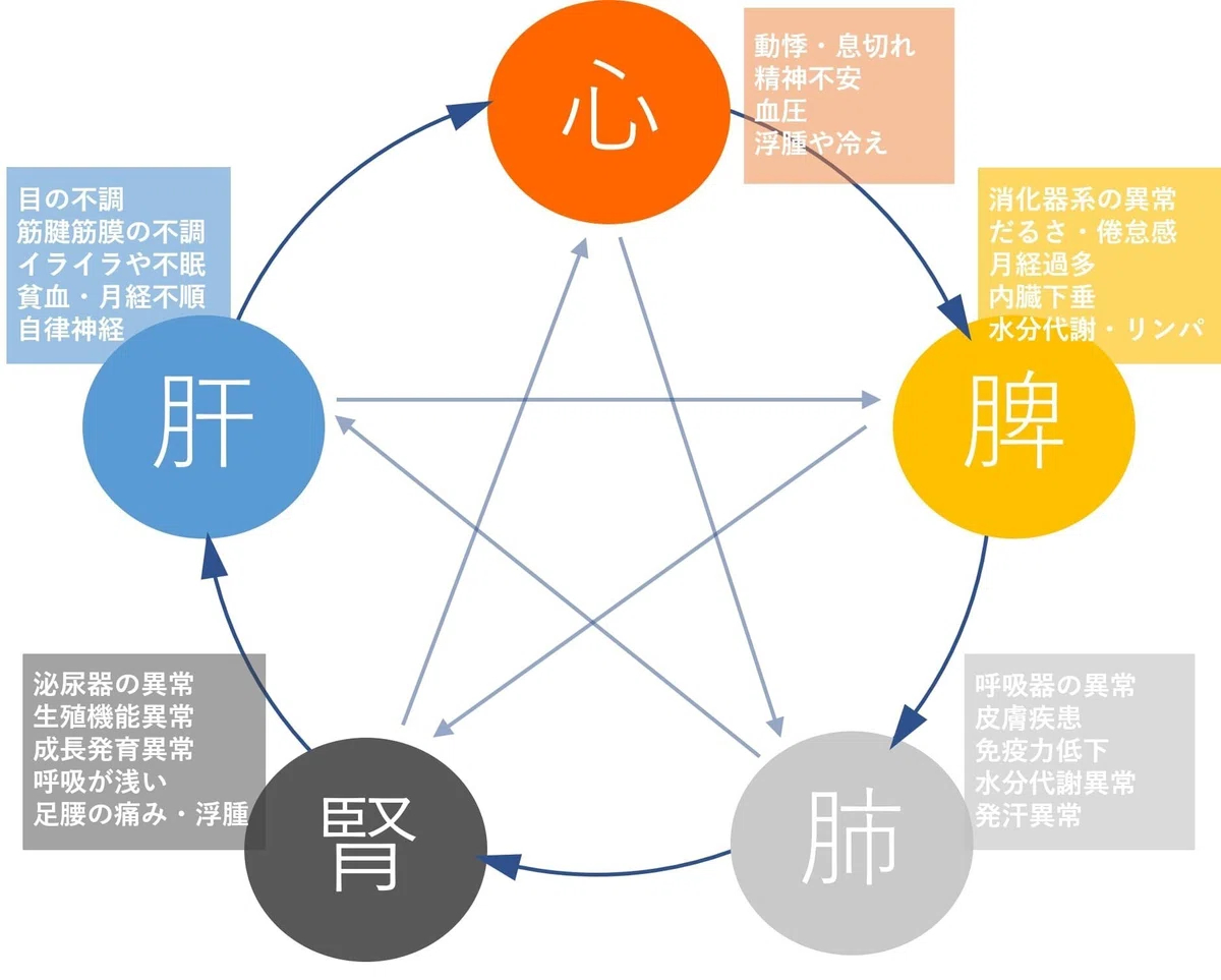わかりやすい!中医学の基礎Vo.13〜肝の役割〜|はんなり堂薬局