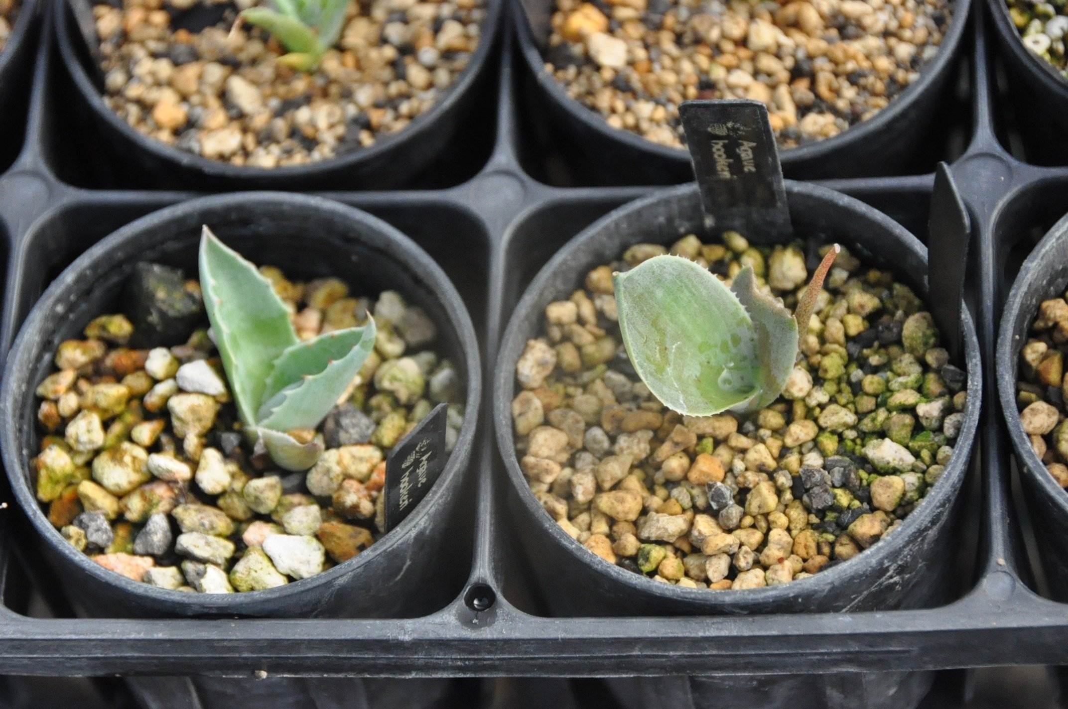 アガベ 品種紹介（Crenatae節）｜KKGREEN