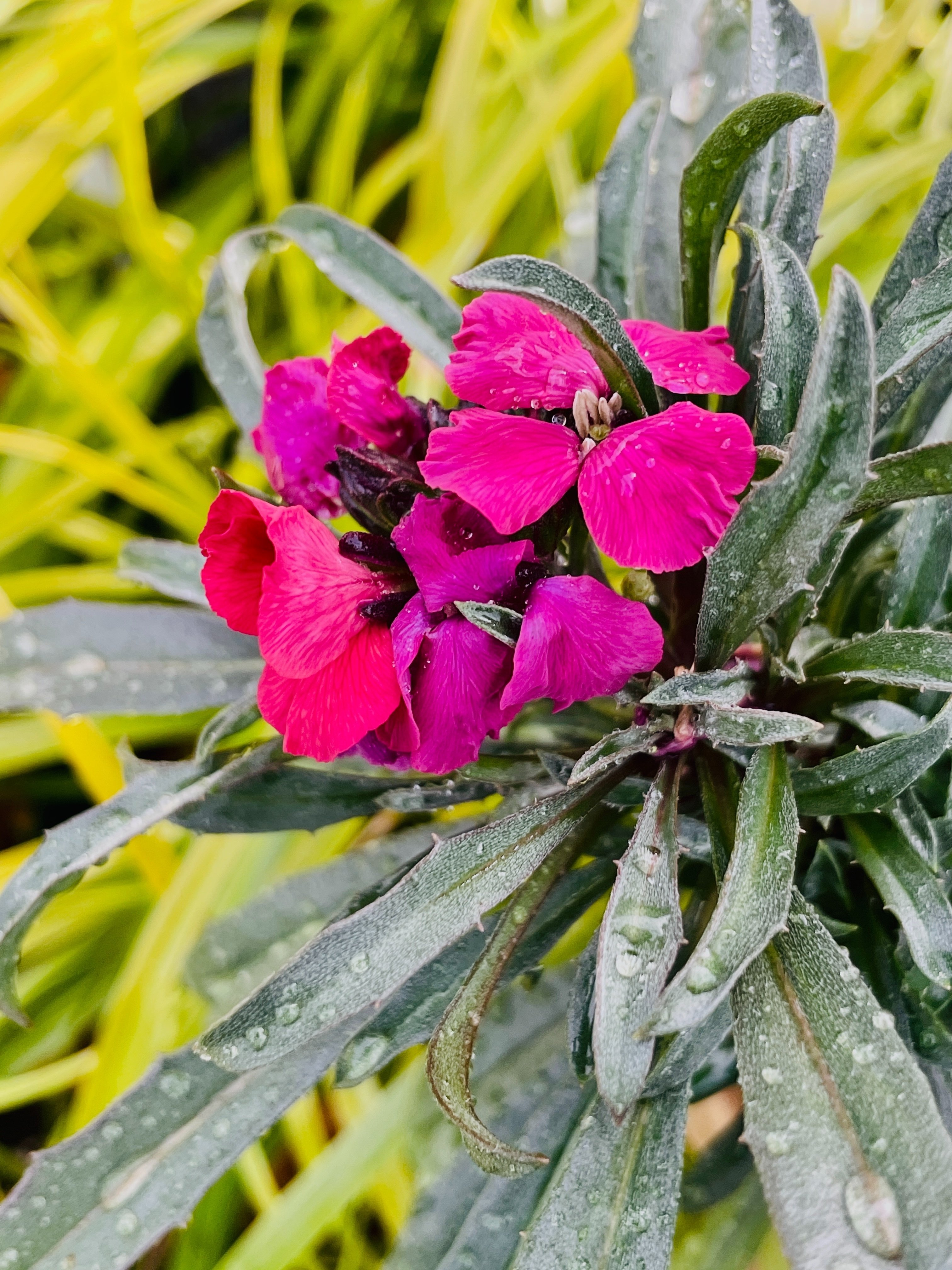 水色系 花かんむり リストレット hn224.jpg
