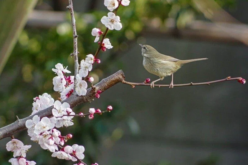 ホーホケキョ】「春告げ鳥」ウグイスのはなし｜小野照崎神社