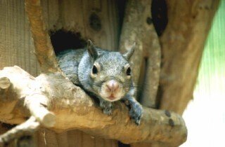 トウブハイイロリス図鑑 Eastern Gray Squirrel｜M_ayumi