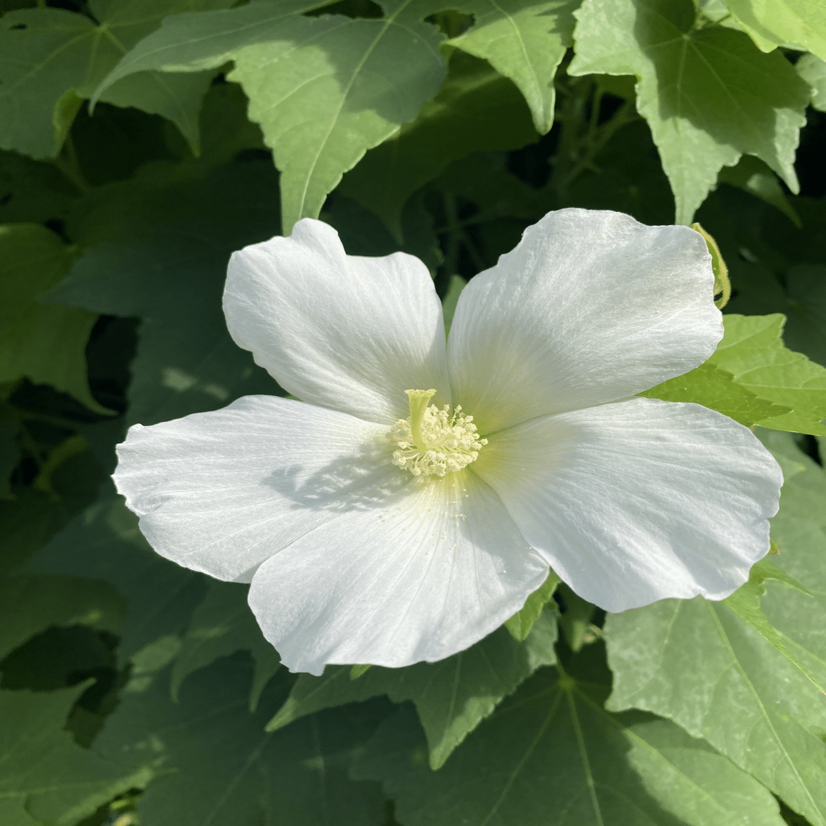 ♡開花中♡DD多弁ホワイト整形花 横向き充実株