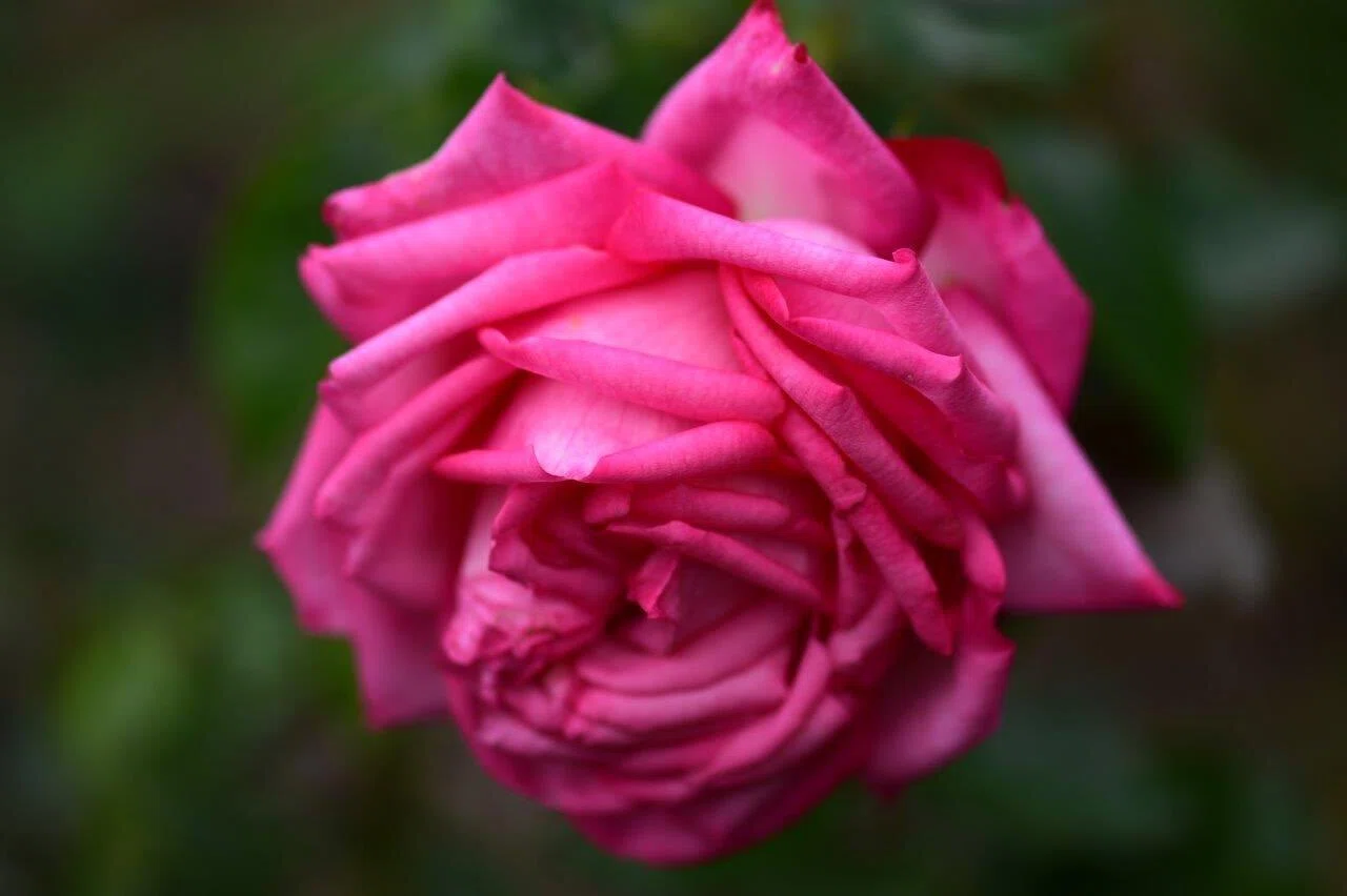 濃赤の房咲きバラ花付き抜群で繰り返しよく咲きます。鮮やかな花色が魅力の丈夫な品種 バラの咲き方の種類を勉強 No.2｜福ちゃんの散歩道