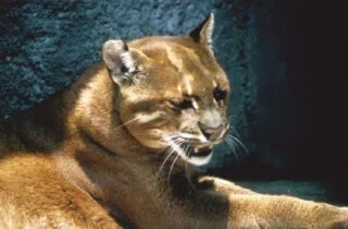 黄金色の猫 プラクルアン ゴールデンキャット アジアゴールデンキャット図鑑 Temminck's or Golden Cat｜M_ayumi