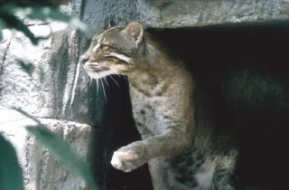 アジアゴールデンキャット図鑑 Temminck's or Golden Cat｜M_ayumi