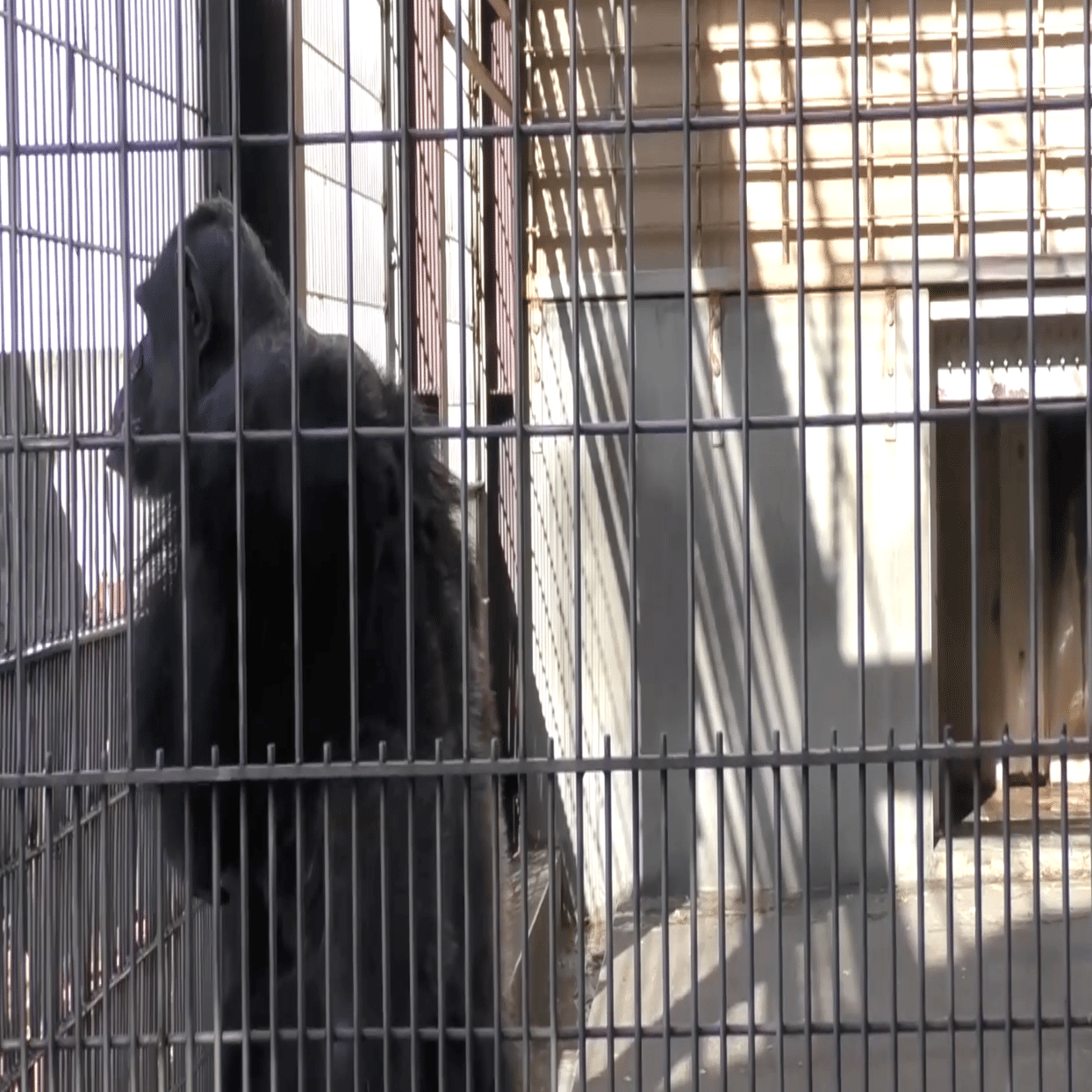 カピバラ | capybaraworld, image size:2000x1129