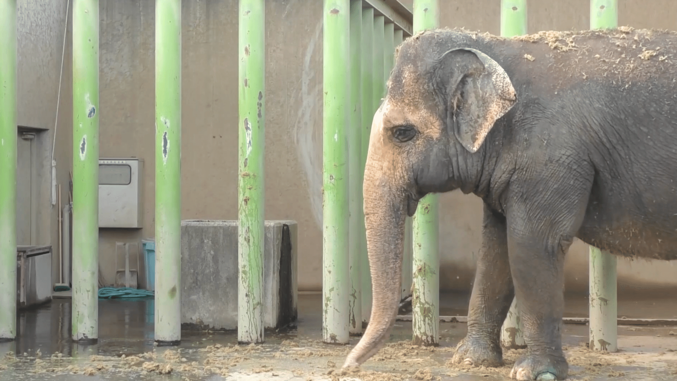 【中古】 野毛山ｚｏｏっといい話 飼育職員が語る動物たちのエピソード/神奈川新聞社/小林強志 野毛山zooっといい話 飼育職員が語る動物たちのエピソード