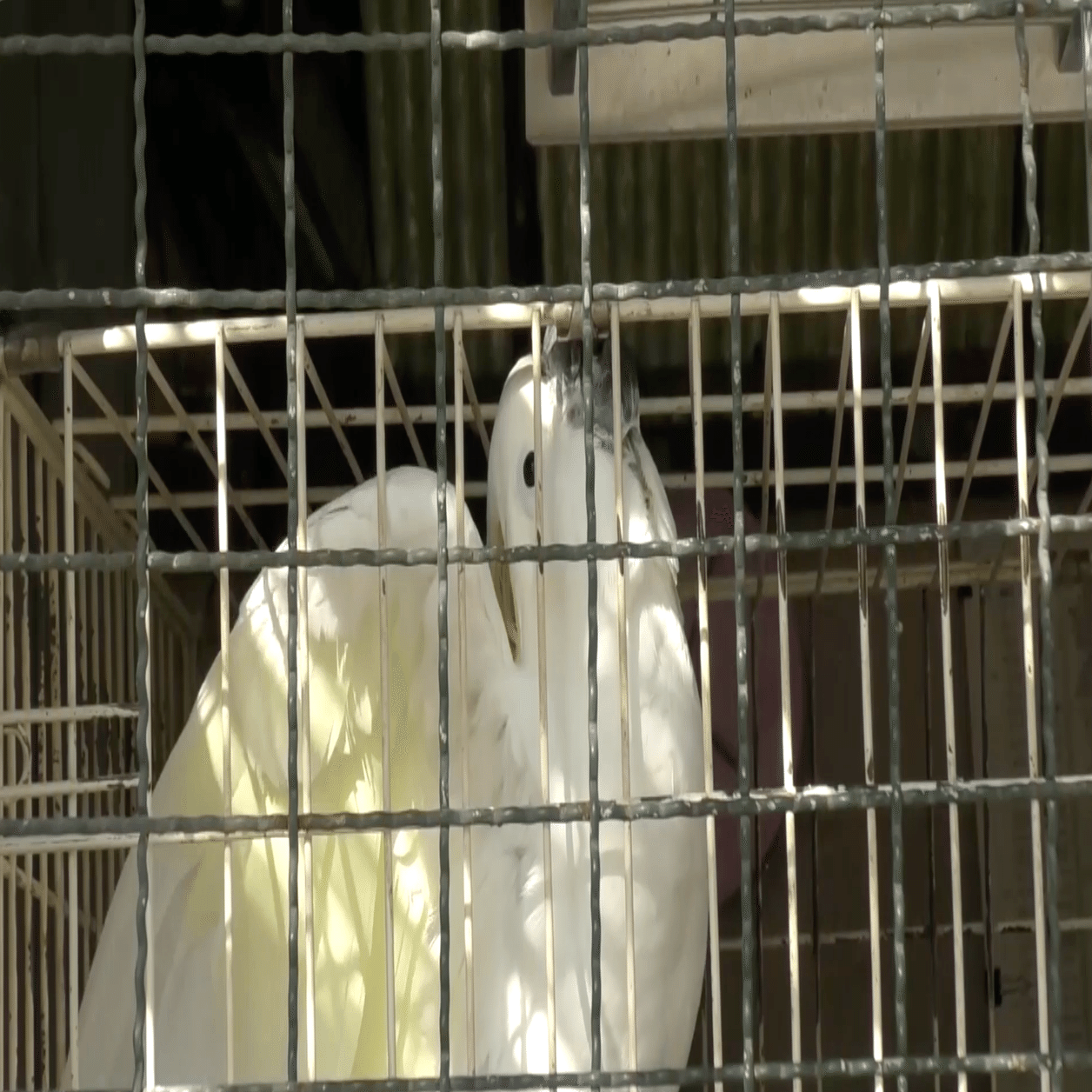 動物園に行こう。楽しいよ。 : r/Portland, image size:2000x1133