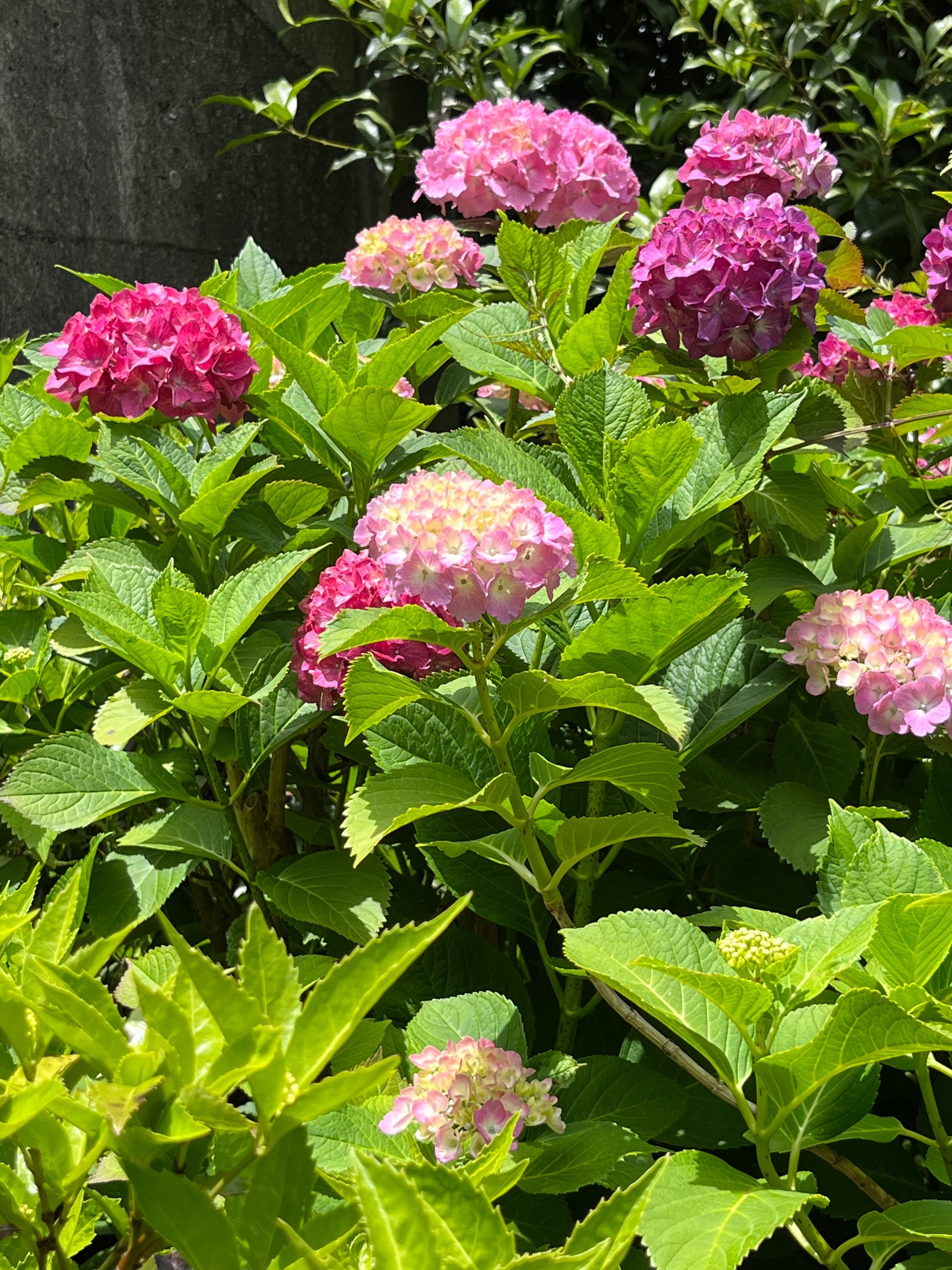東横フラワー緑道の紫陽花｜わっちゃん