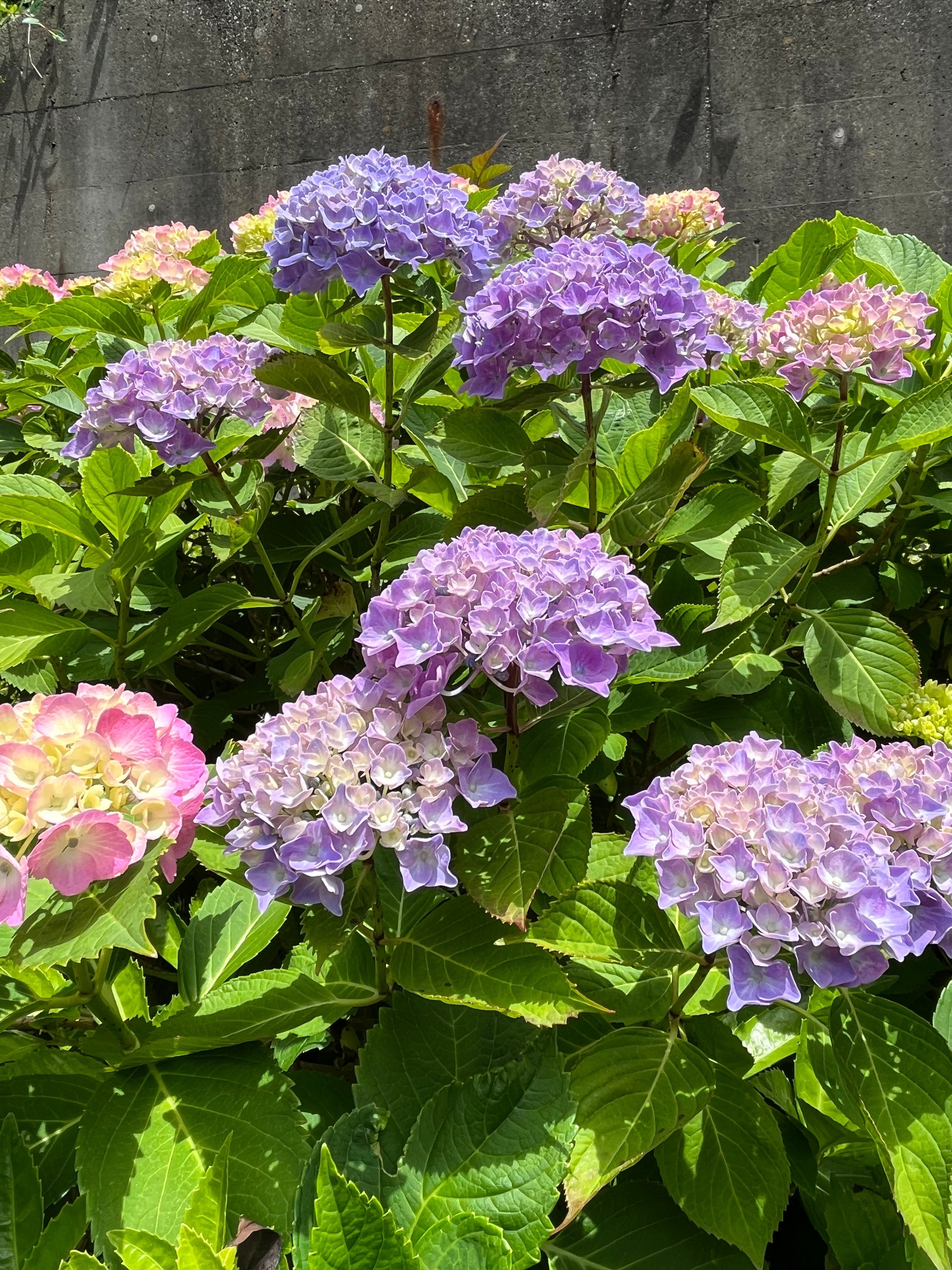 東横フラワー緑道の紫陽花｜わっちゃん