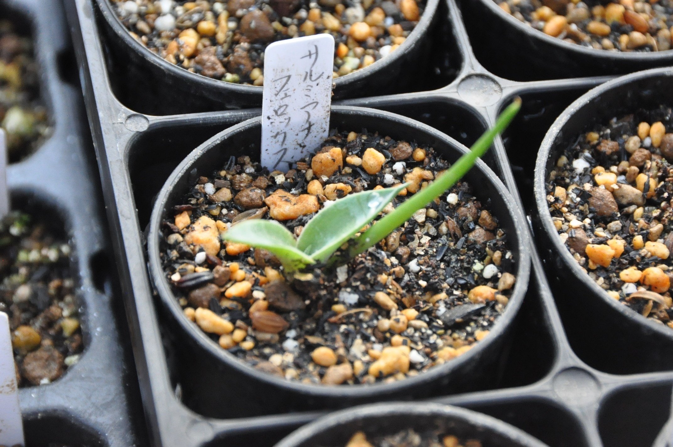 アガベ 品種紹介（salmianae節）｜KKGREEN