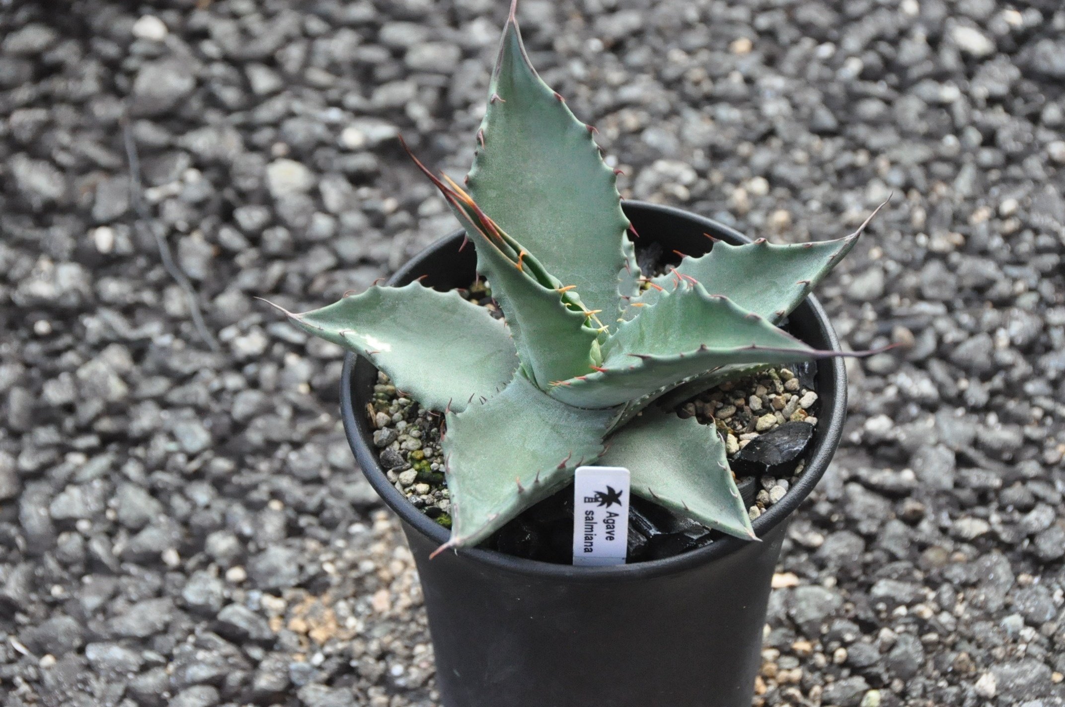 アガベ 品種紹介（salmianae節）｜KKGREEN