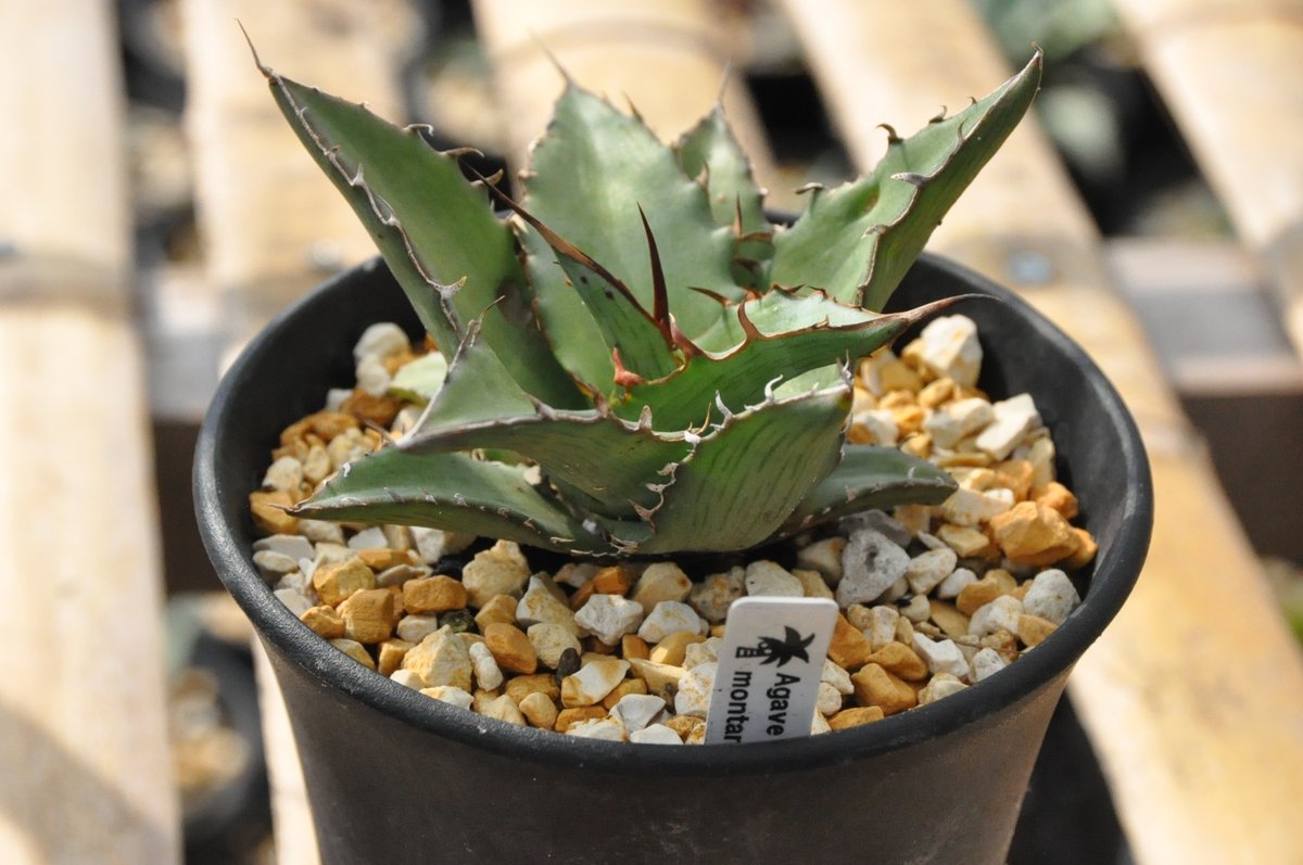 アガベ リップルエフェクト 子株 どこで 買える か