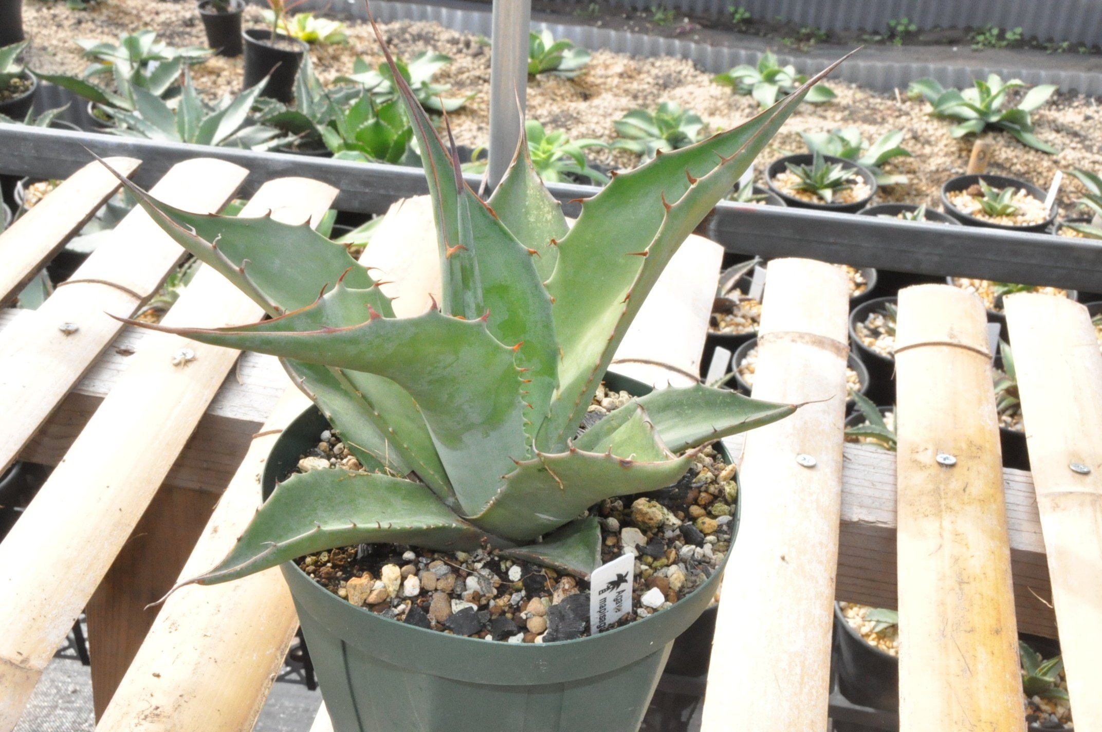 サルミアナ特大大きめのアガベ（緑と黄色のストライプ） アガべ