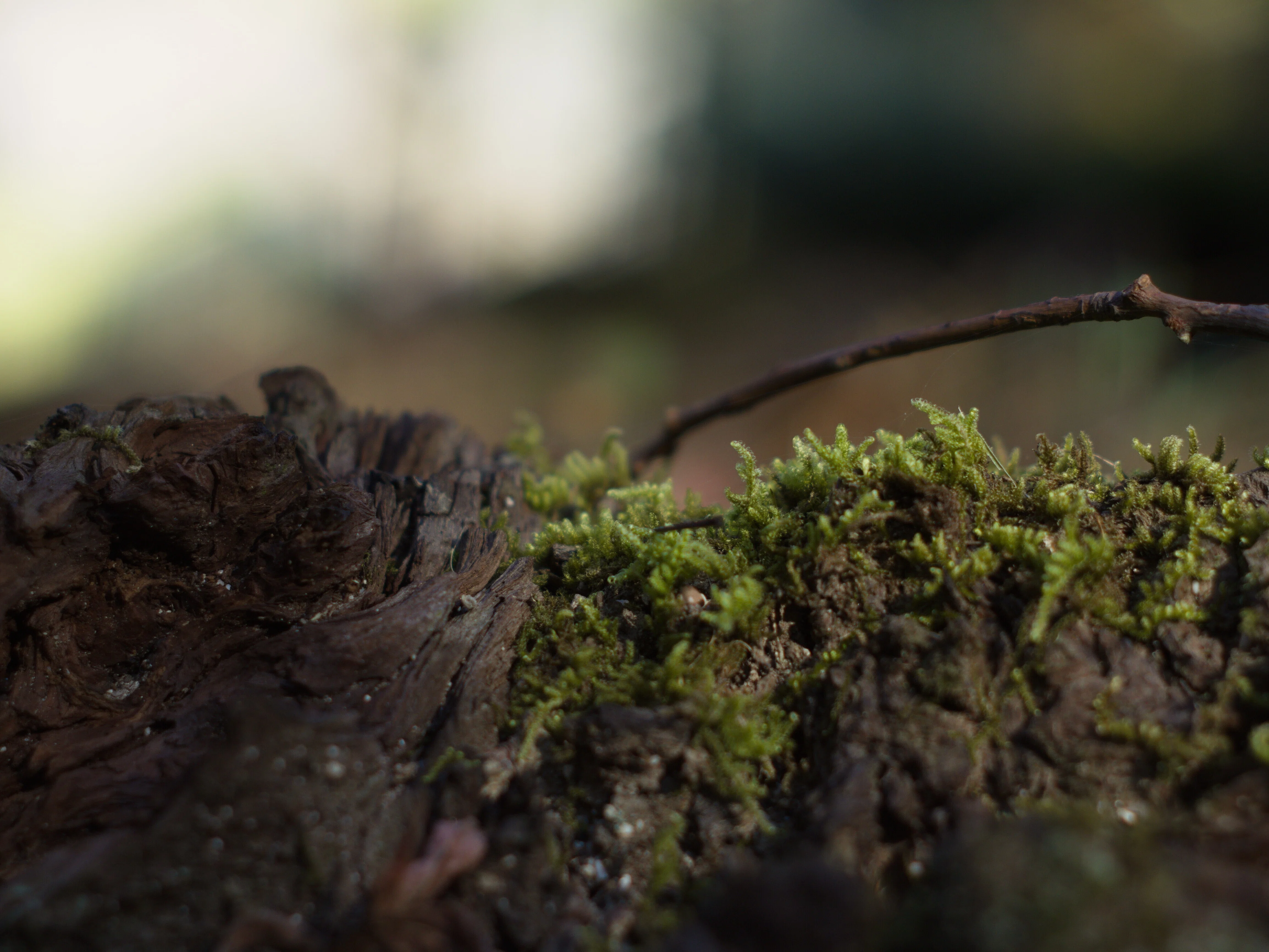 レンズ沼あれこれ：AUTO YASHINON-DS 50mm F1.9｜ひっくすK
