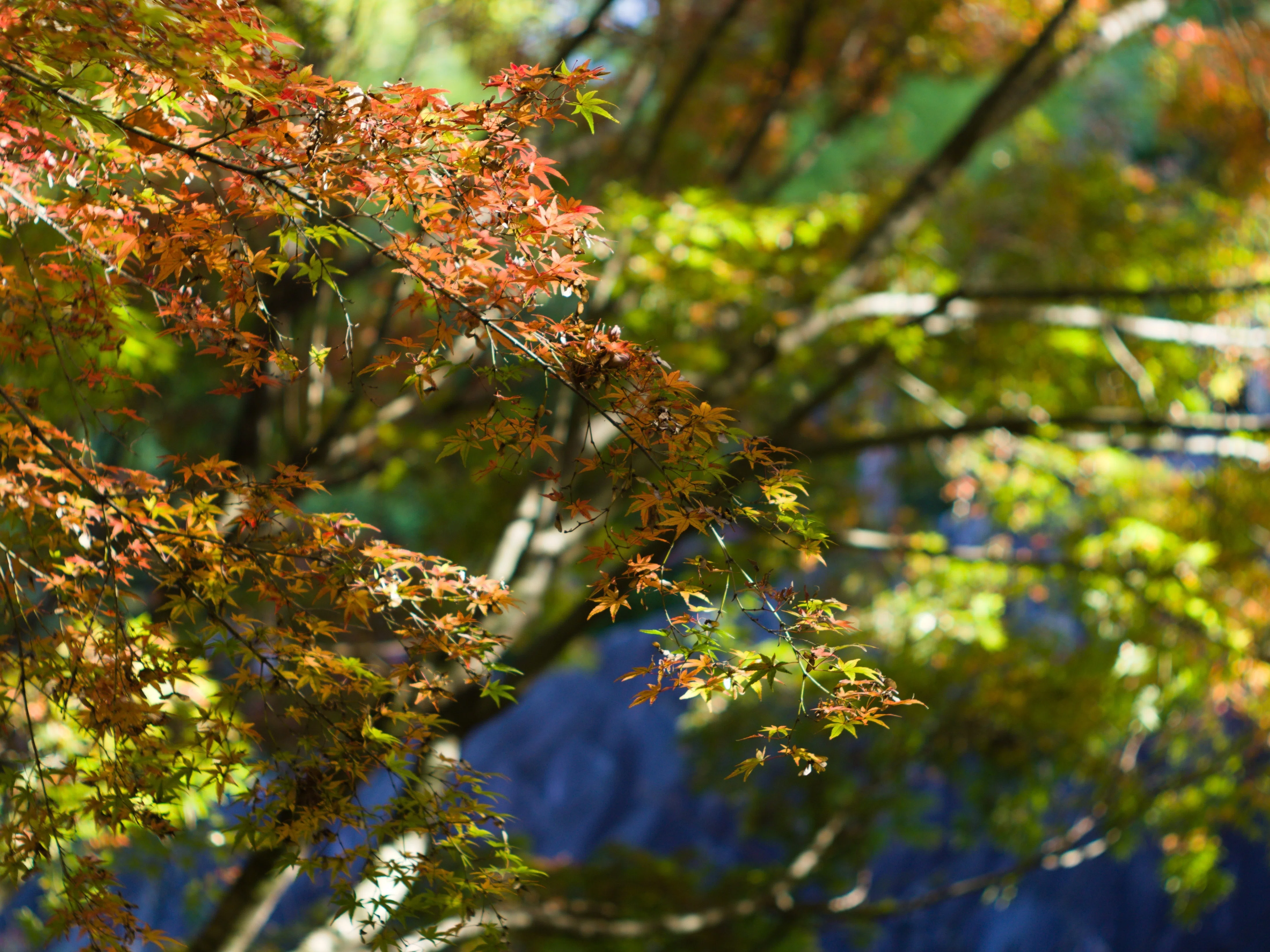 レンズ沼あれこれ：AUTO YASHINON-DS 50mm F1.9｜ひっくすK