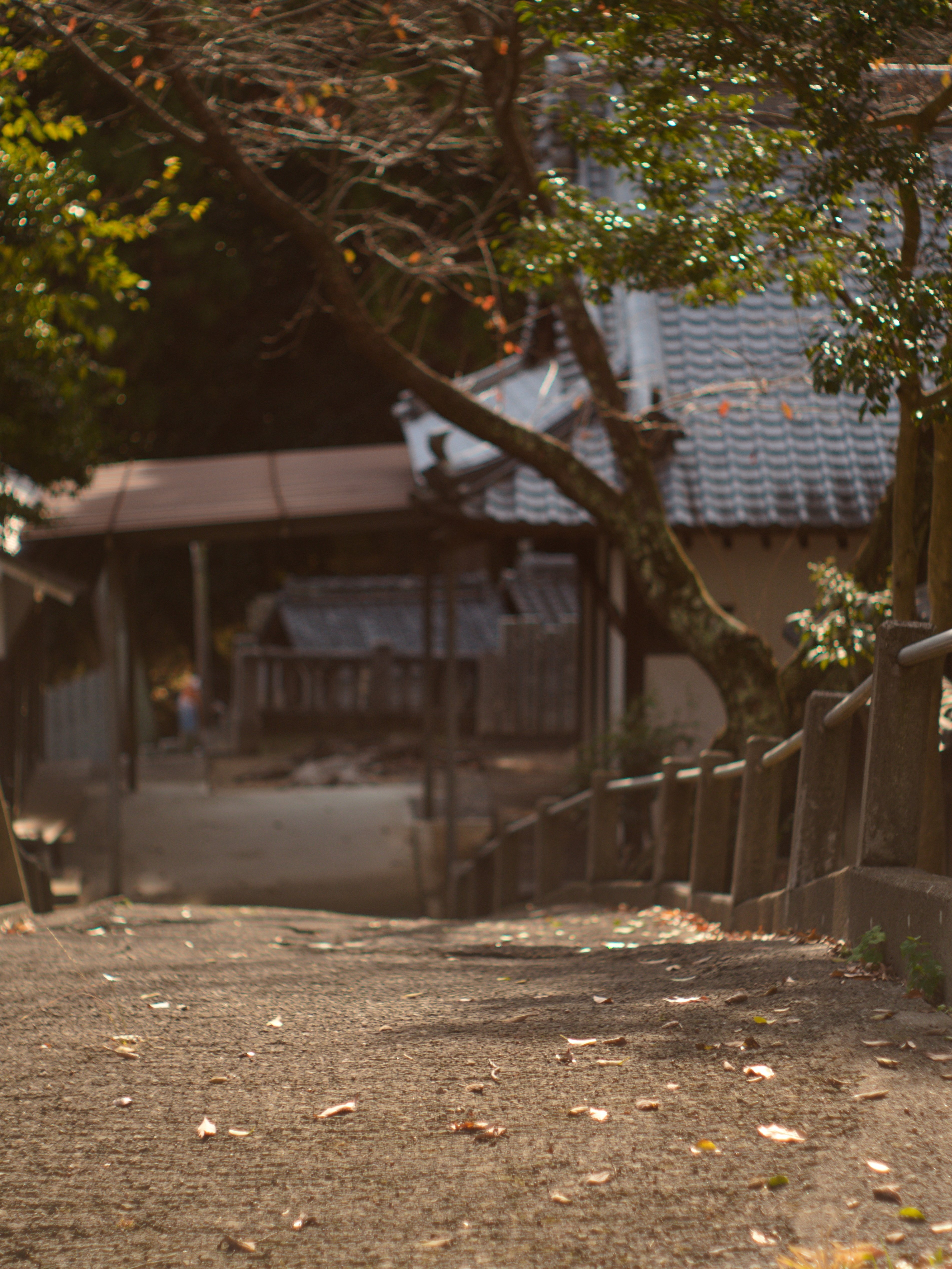 レンズ沼あれこれ：AUTO YASHINON-DS 50mm F1.9｜ひっくすK