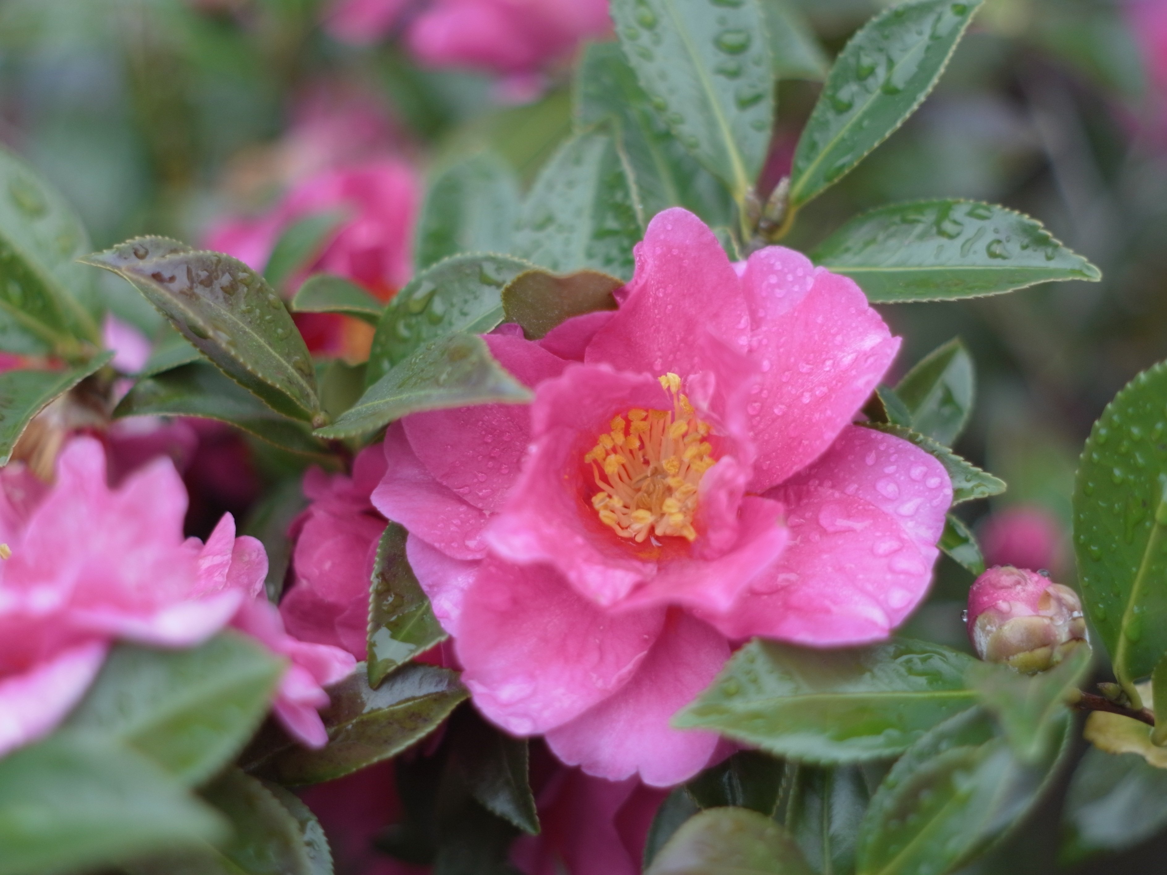 レンズ沼あれこれ：AUTO YASHINON-DS 50mm F1.9｜ひっくすK