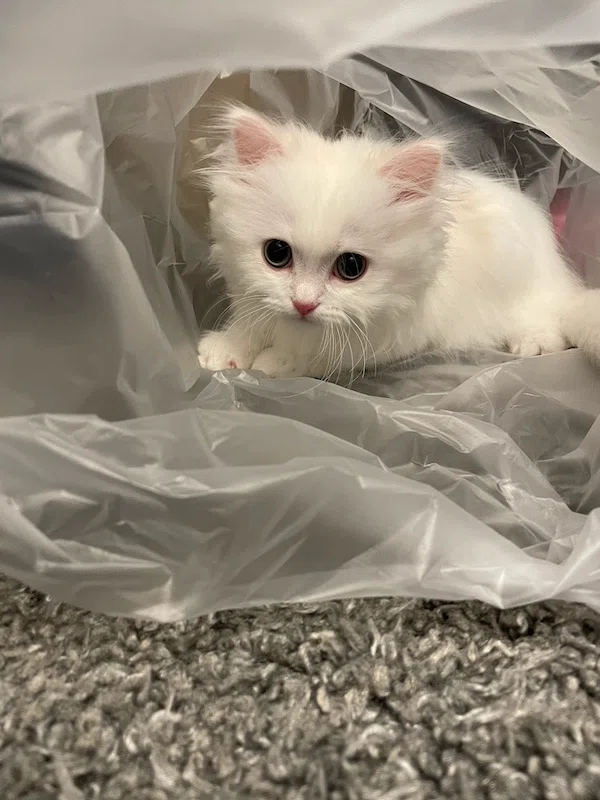 芸人と愛猫。―パーパー・ほしのディスコとみゅう―｜ヤマト運輸公式note