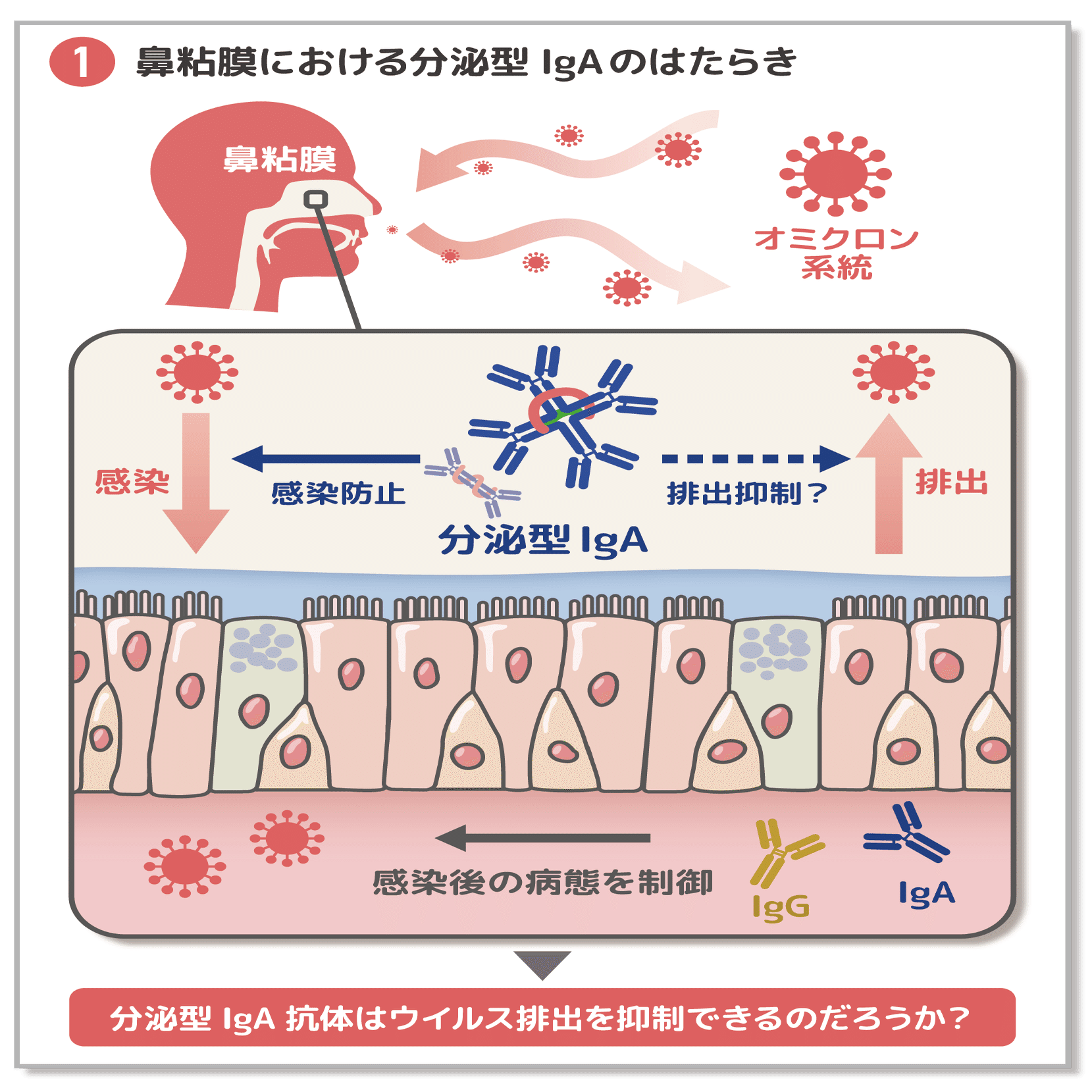 大切なひともウイルスからまもる！あなたの鼻の粘膜抗体｜名古屋大学