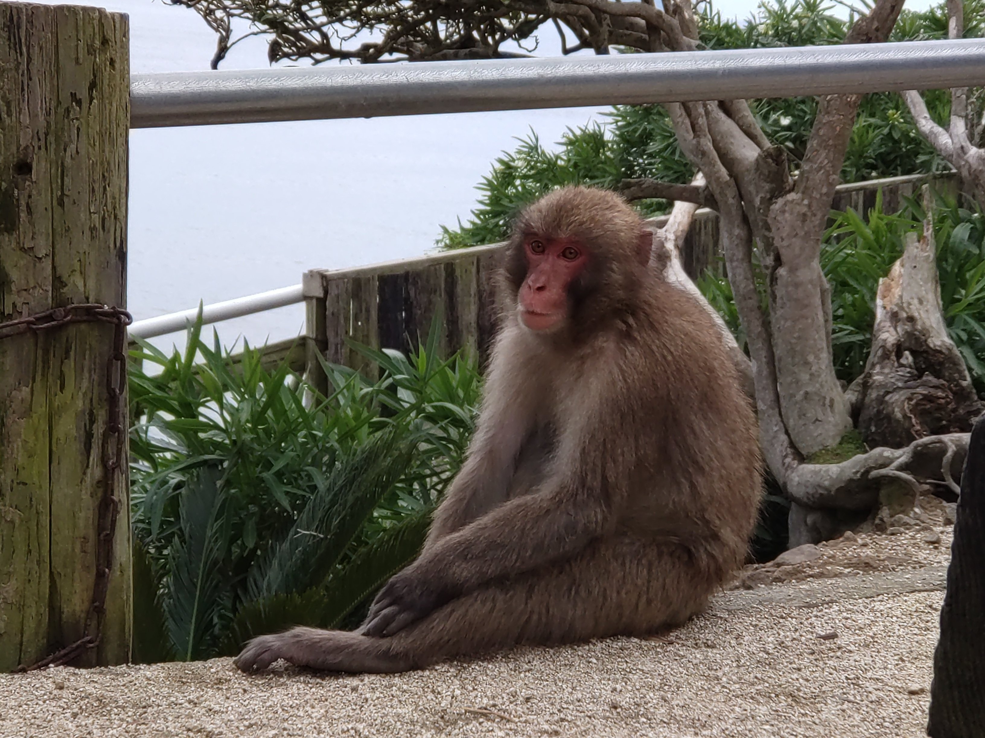 3 サルは水物🐵｜sora.11