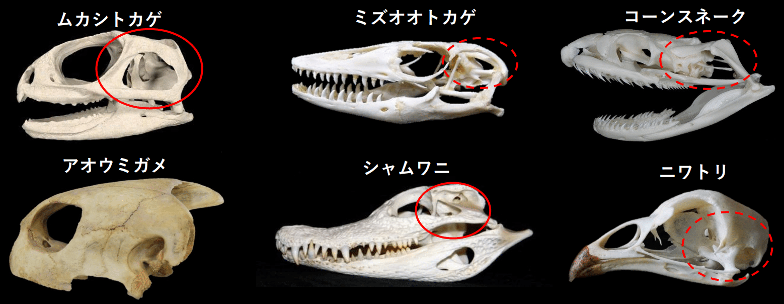 高品質　29ｃｍ！シャムワニの頭骨 高品質 29cm！シャムワニの頭骨