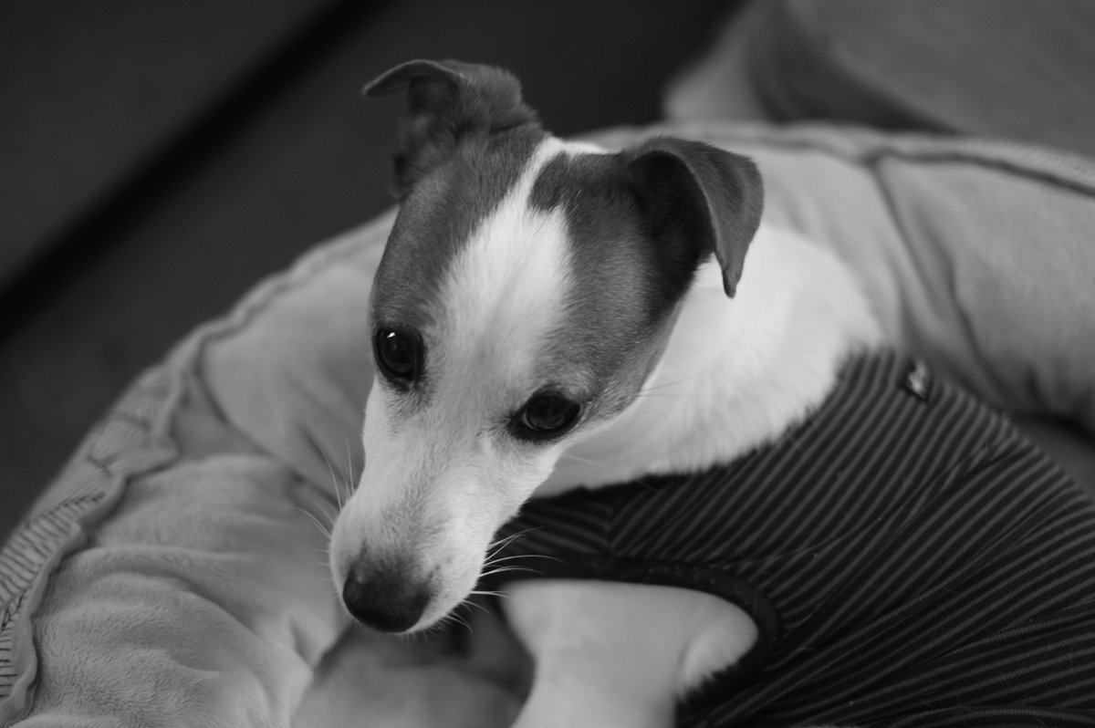 頭ポチ愛｜愛と言う生き物写真絵本, image size:1200x798