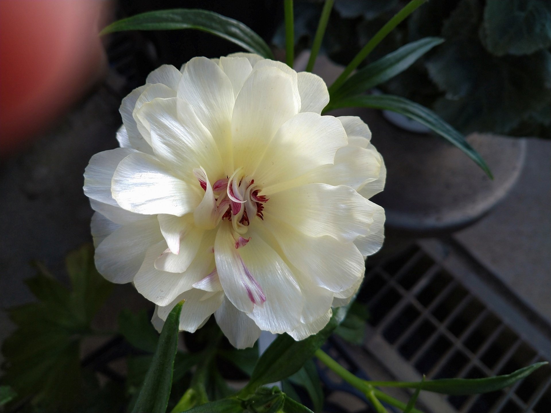 リンネの花時計｜鈴木咲子/ Sakiko Suzuki