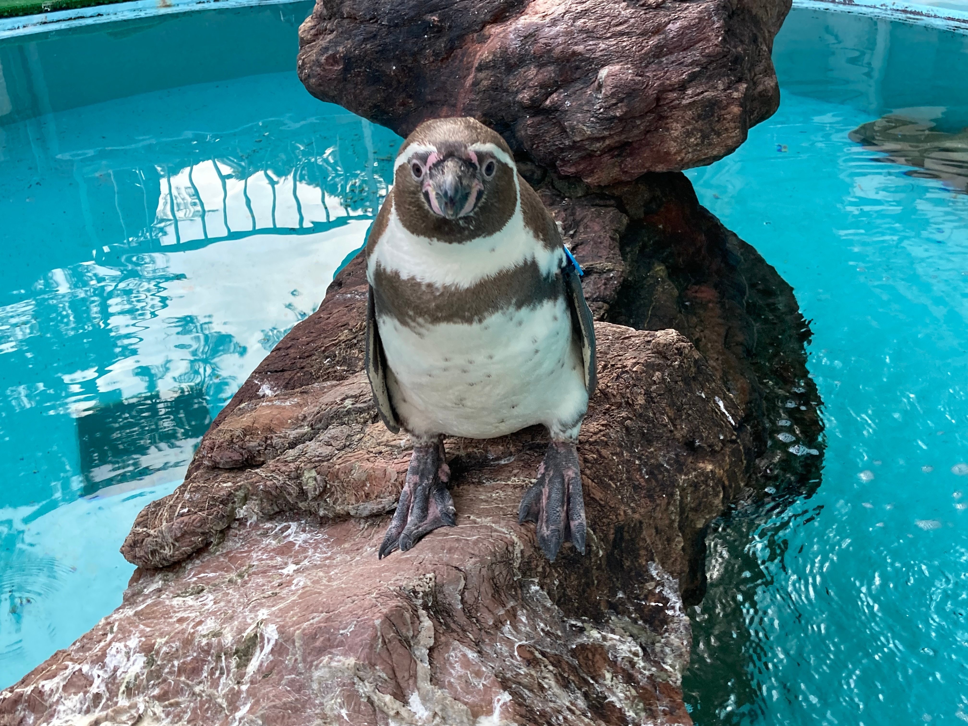 ペンギンたちの冬｜桂浜水族館 公式