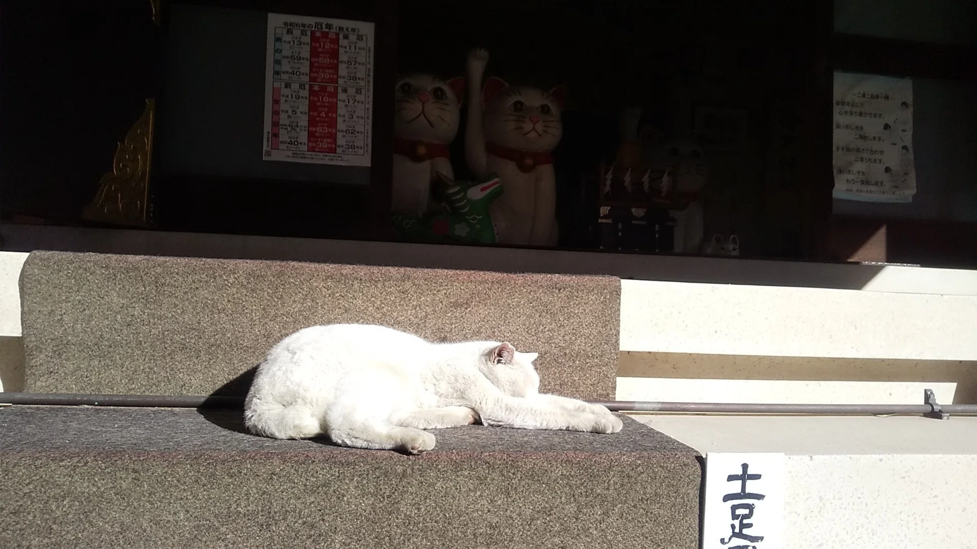 狛猫×本物の白猫「今戸神社」魅惑の言い伝え【東京シリーズ/上野浅草