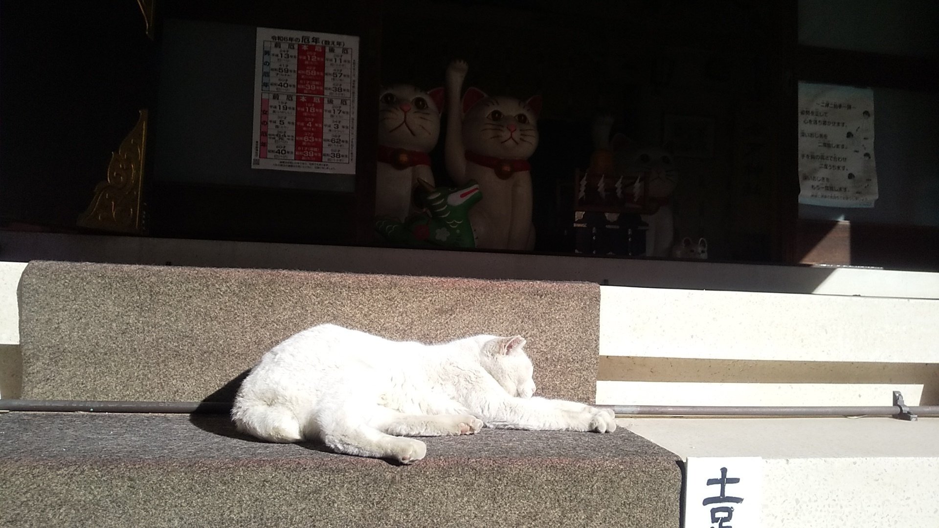 狛猫×本物の白猫「今戸神社」魅惑の言い伝え【東京シリーズ/上野浅草