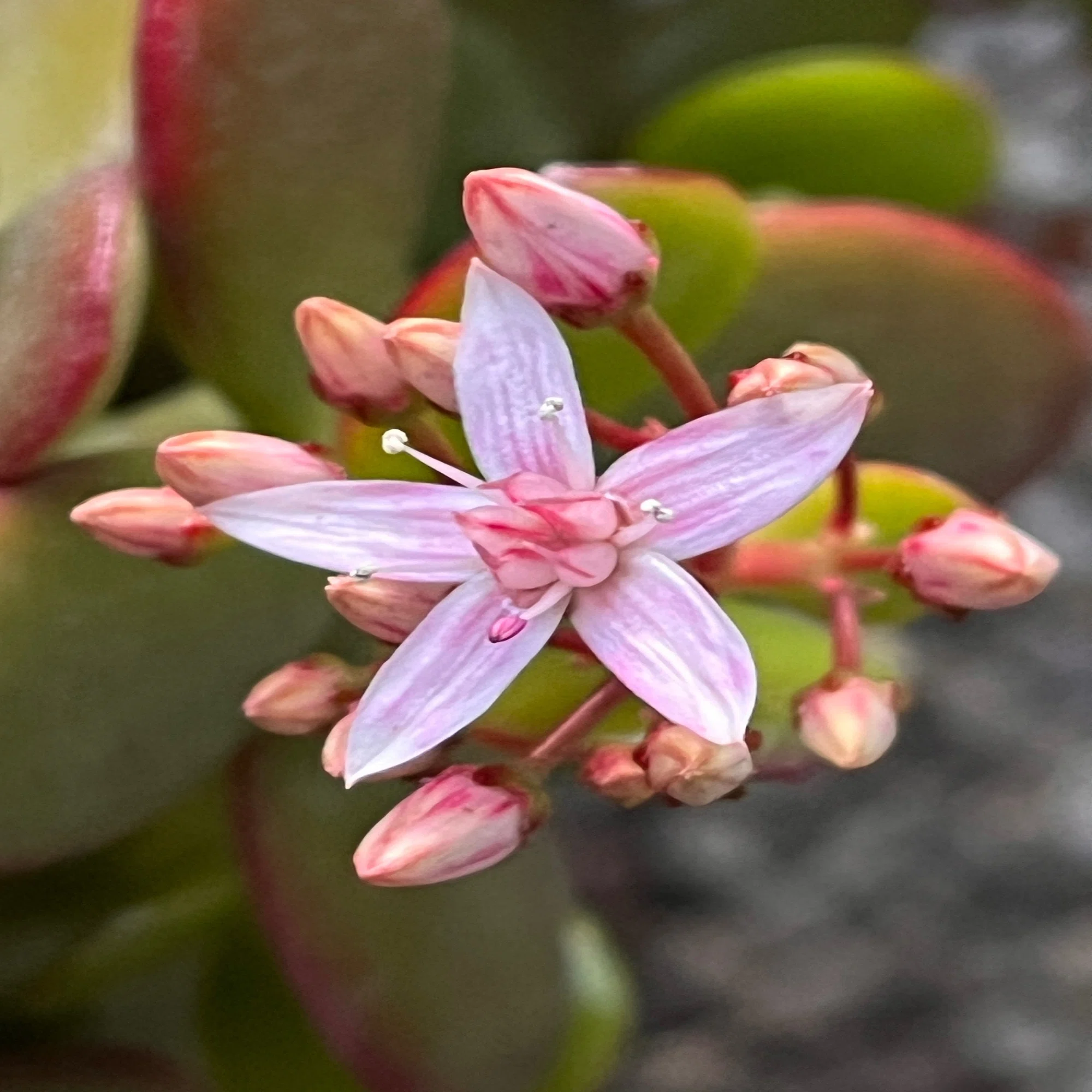 金のなる木」に花が咲いた?｜マネキネコ