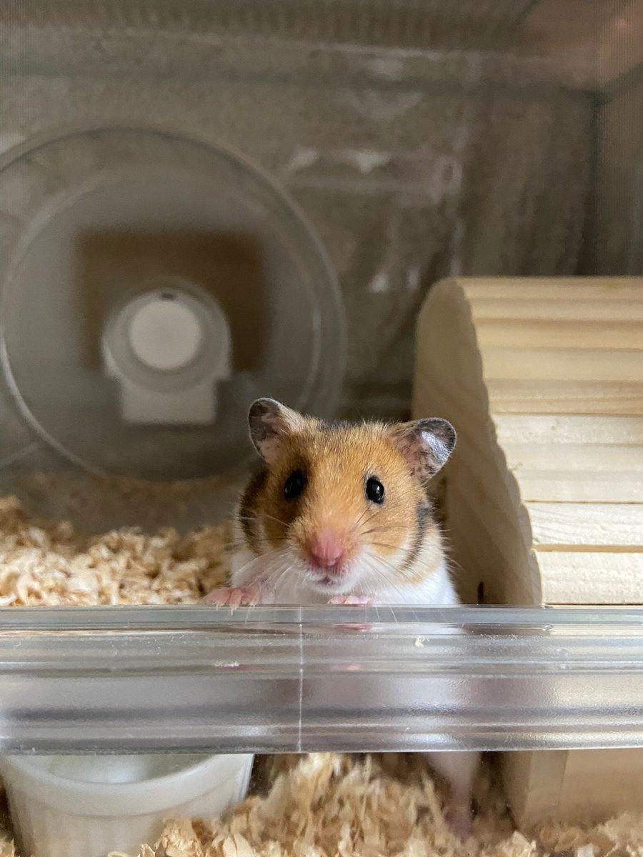 グラスハーモニー600ロフト ハムスターロフト 専用 爬虫類