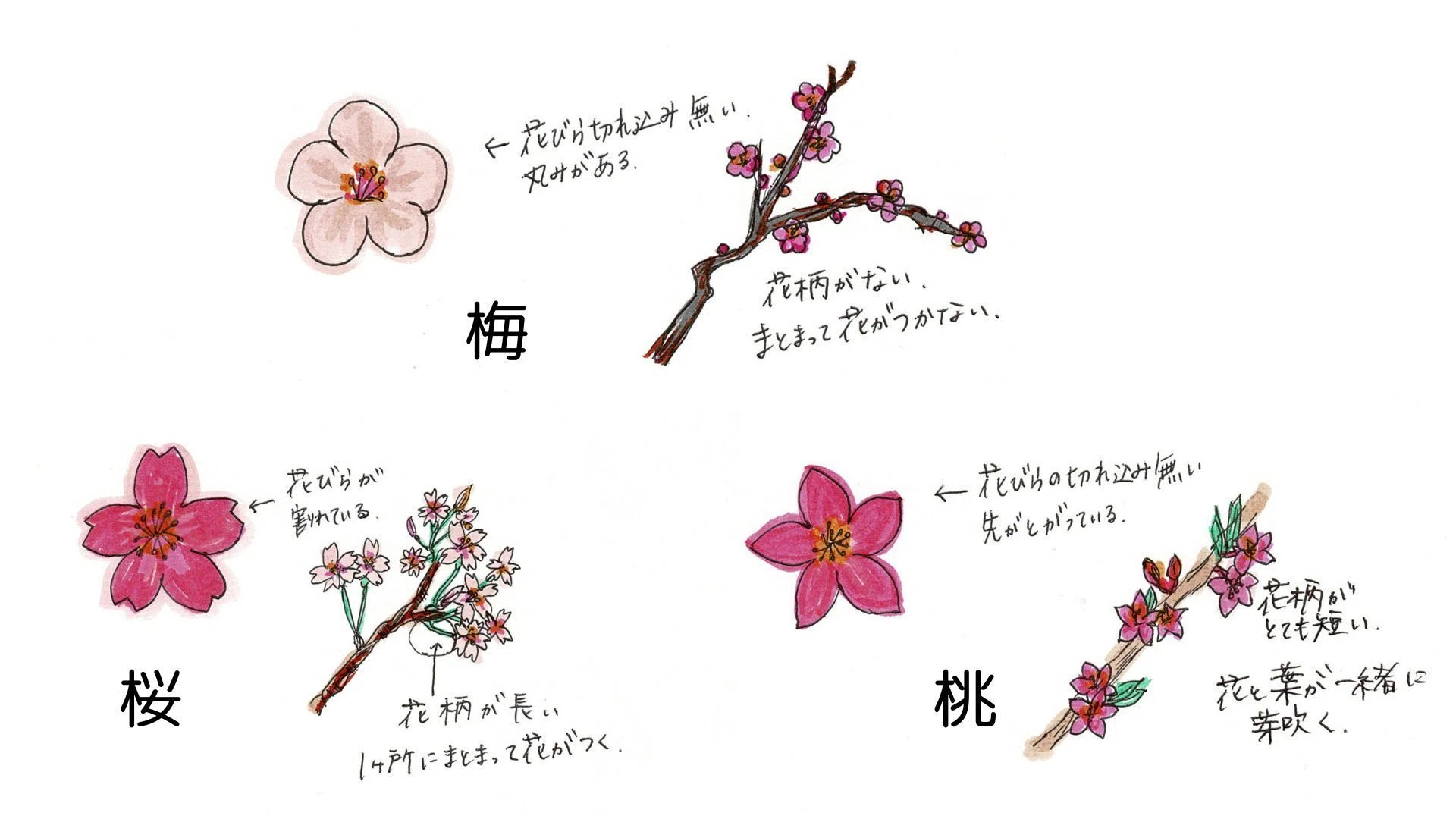 梅 桜 見分け 方