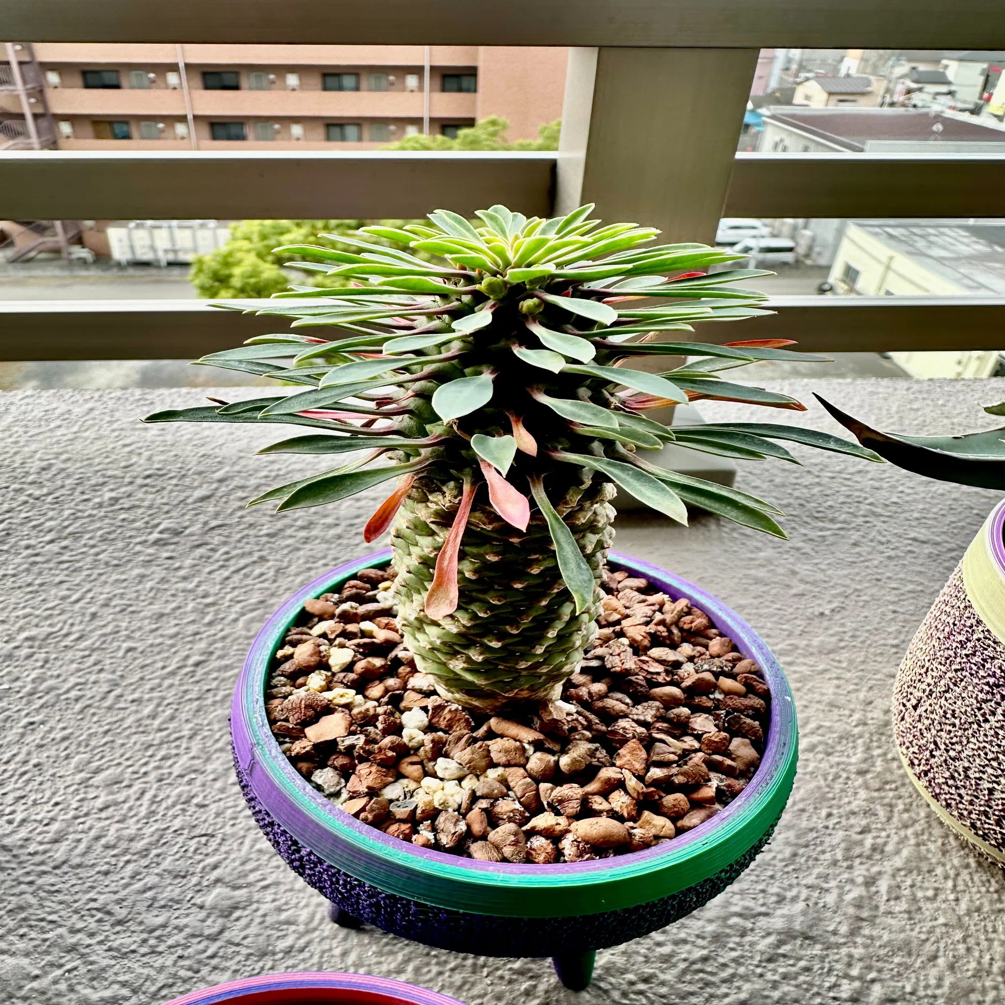 ヴィンテージ 通わ リメイク鉢 3号鉢 多肉植物 サボテン ユーフォルビア