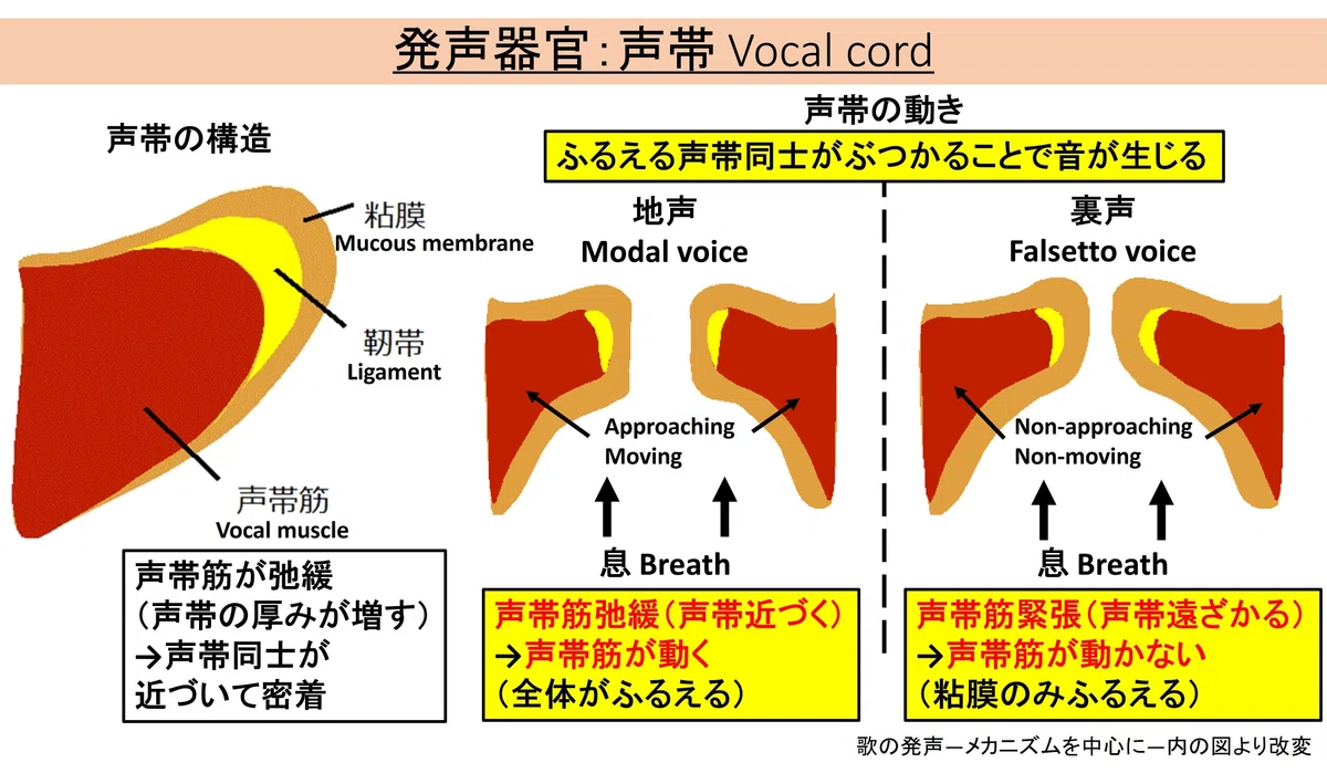 【初心者向け】発声器官について【無料】|れーむ@新記事投稿