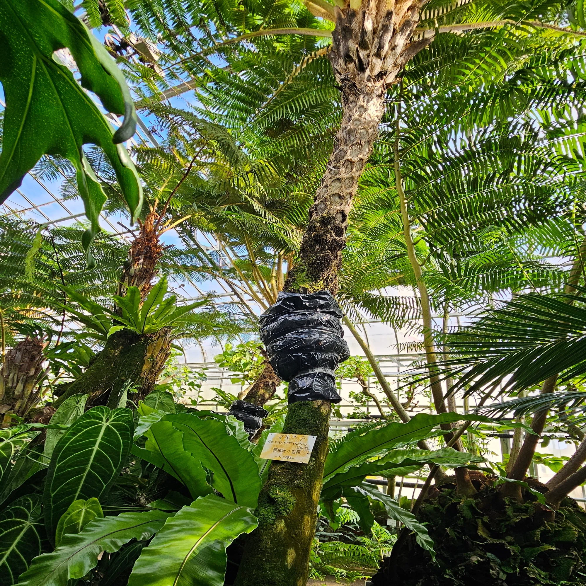 The Lost Universe 古代の巨大植物③巨大シダ植物｜美原さつき