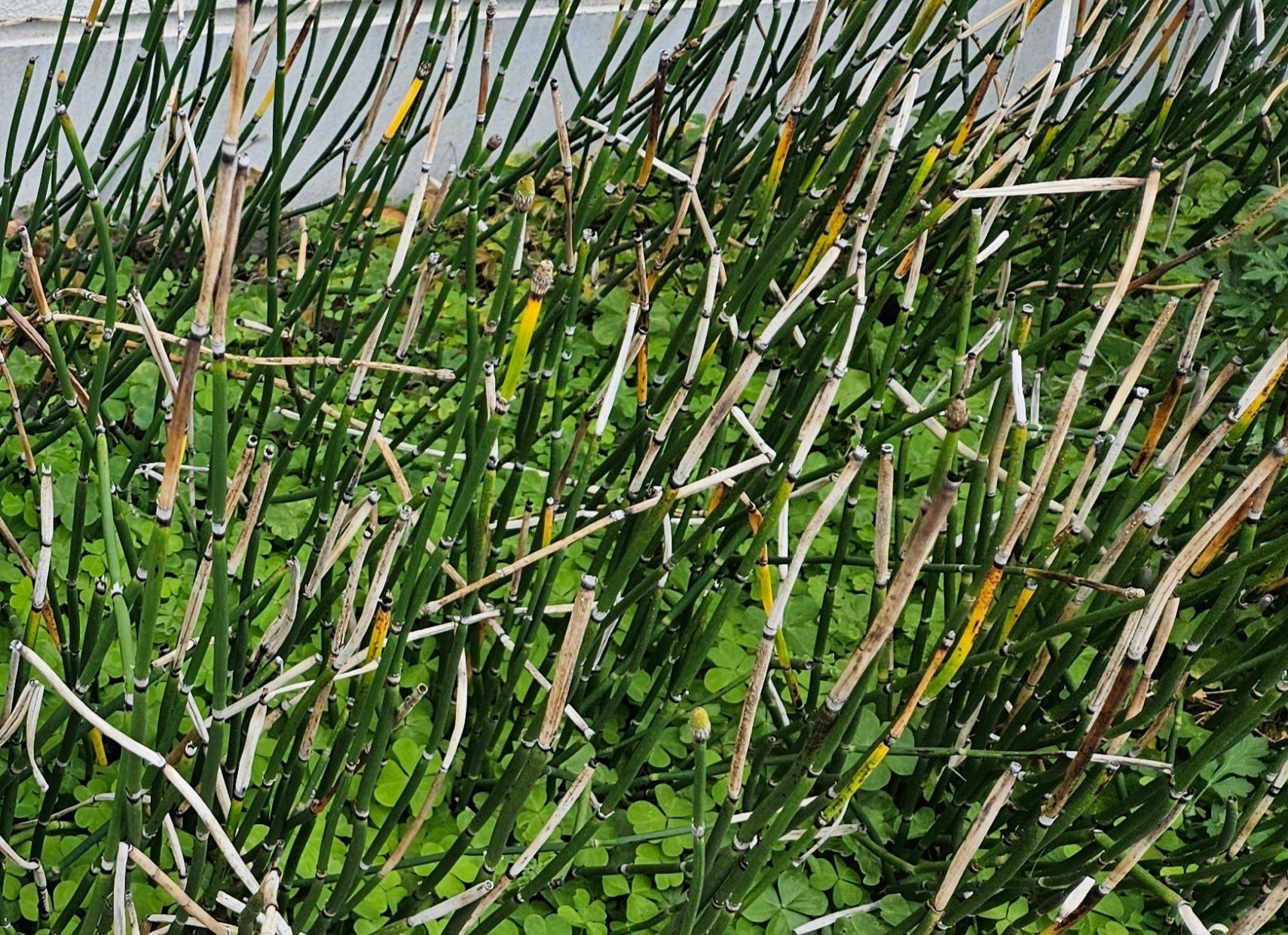 The Lost Universe 古代の巨大植物③巨大シダ植物｜美原さつき