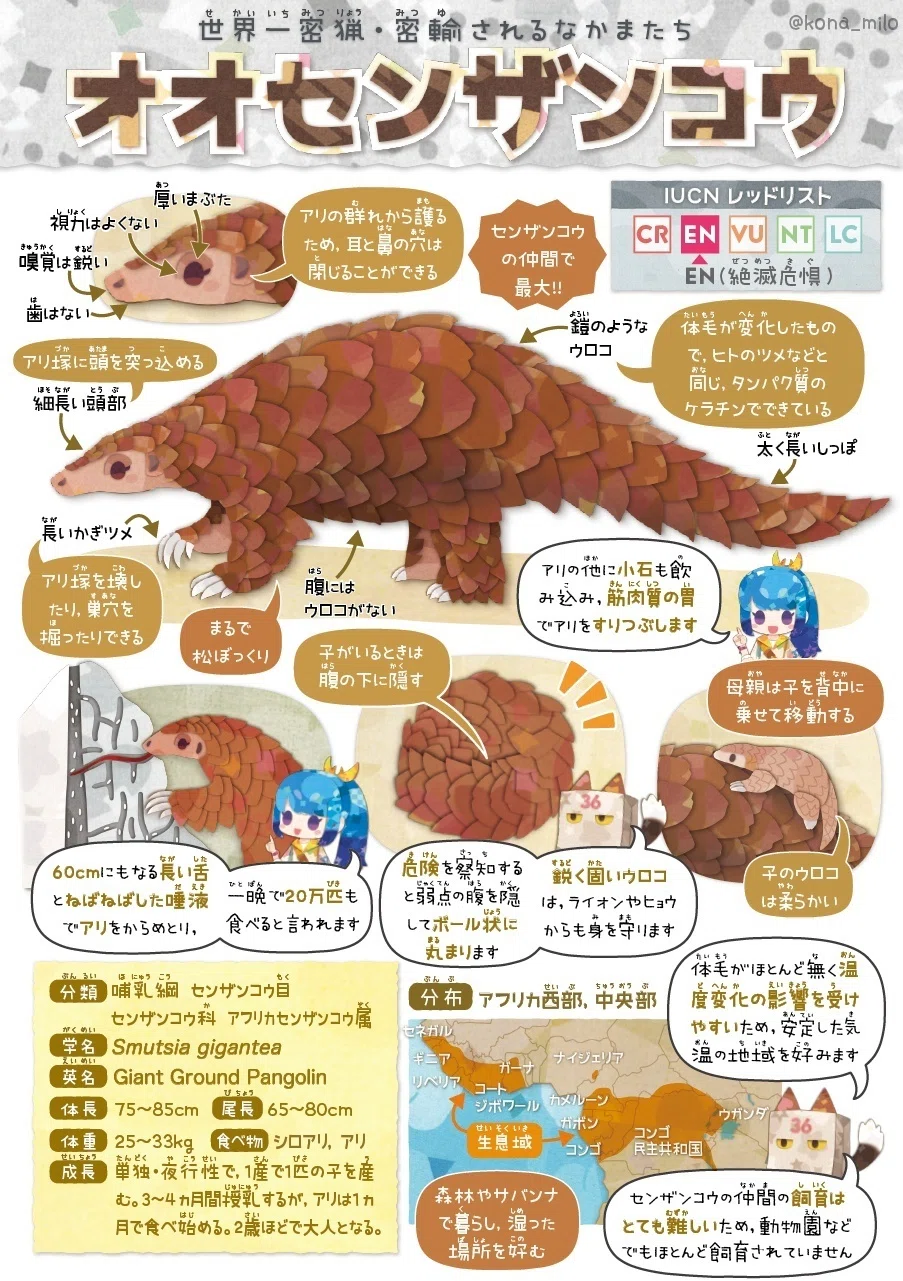 絶滅危機動物ファイル16「オオセンザンコウ」｜キクチミロ