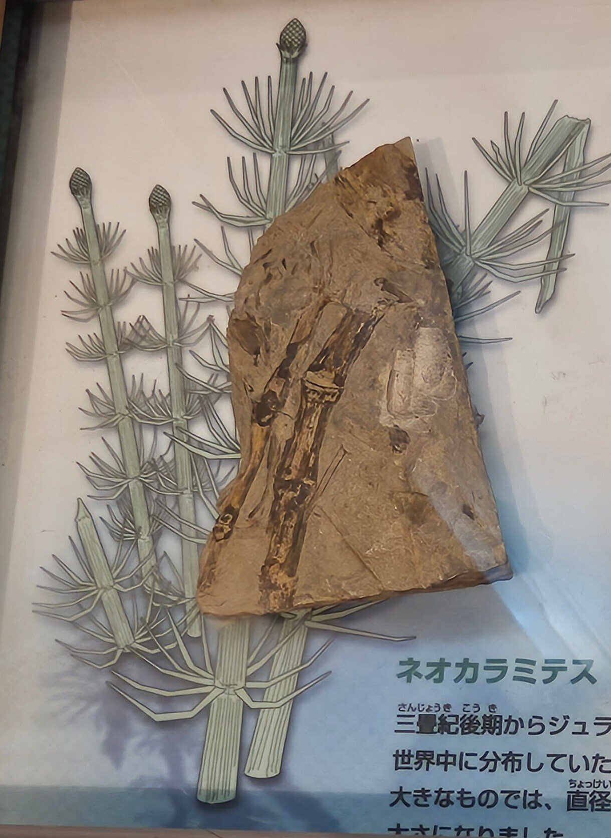 植物化石標本-産地から探す-/北海道地方| 地質標本鑑賞会 まつ様