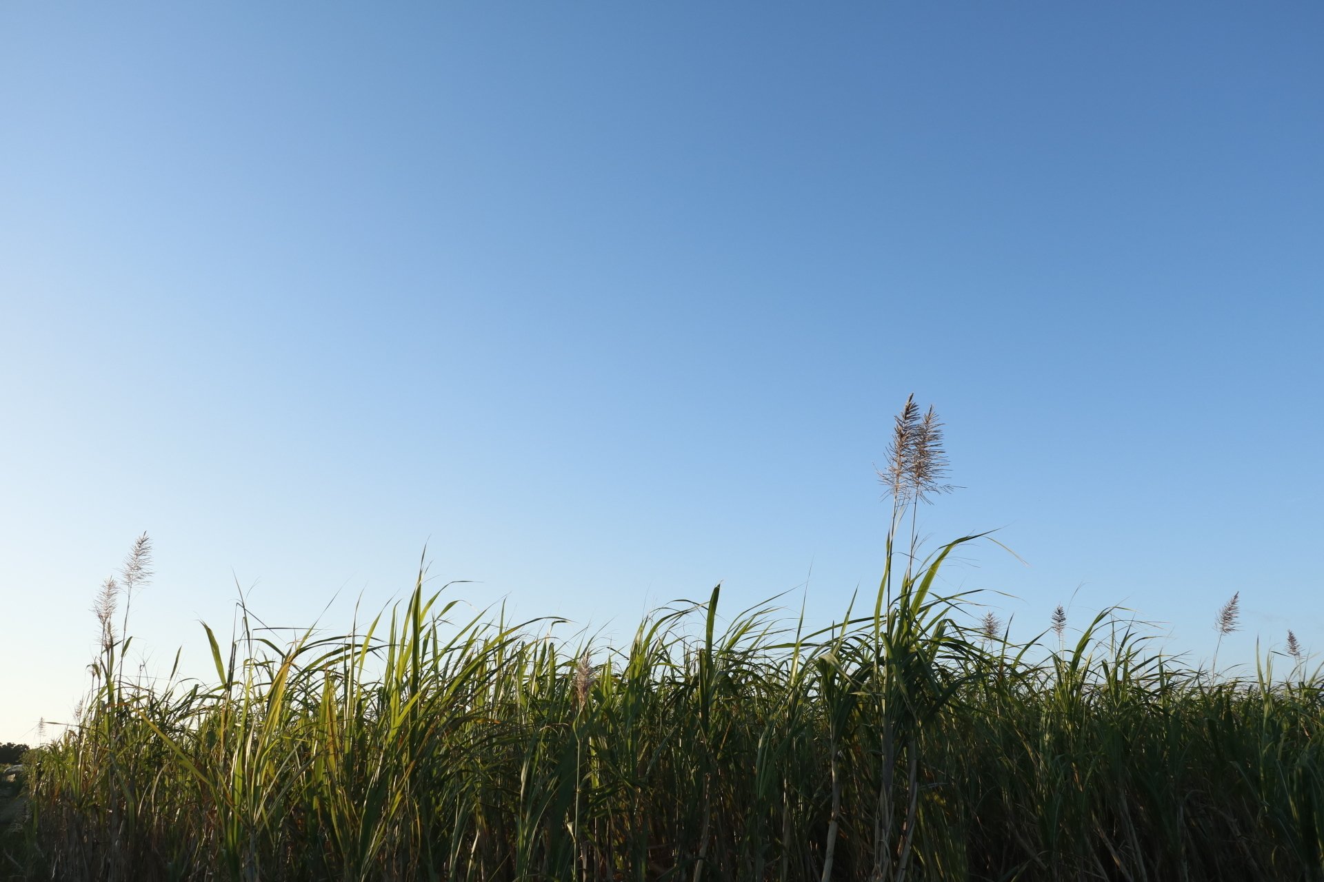 サトウキビの花の朝|tsuki