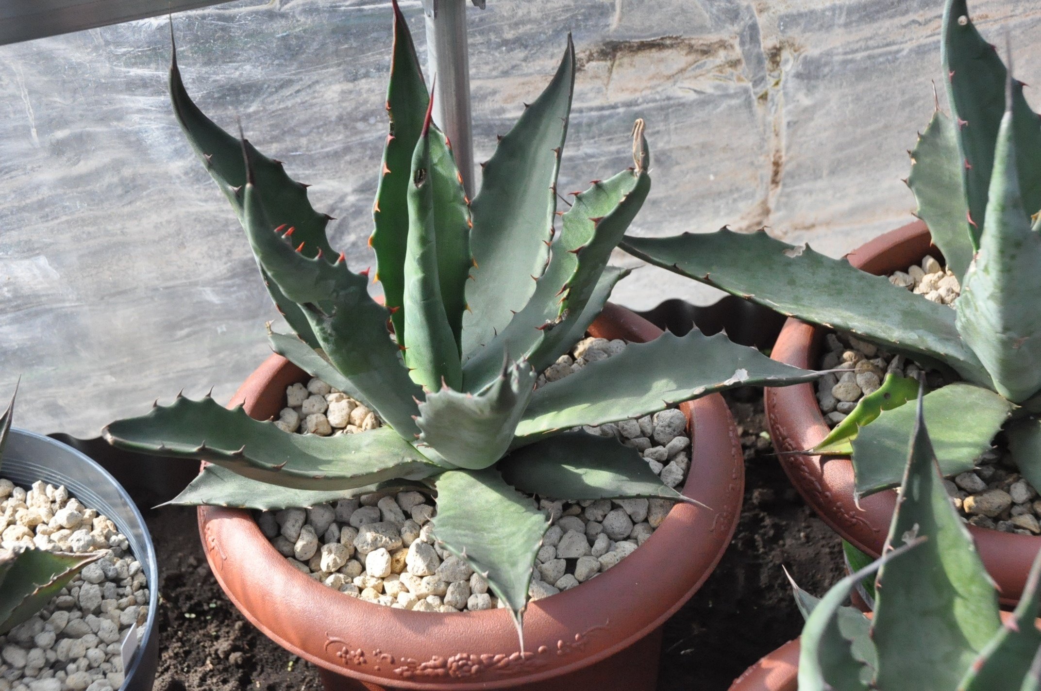 アガベ★変種アメリカーナ『闇夜烏』 アガベ★サルミアナフェロックス錦 アガベ☆変種アメリカーナ『闇夜烏』 アガベ☆サルミアナフェロックス