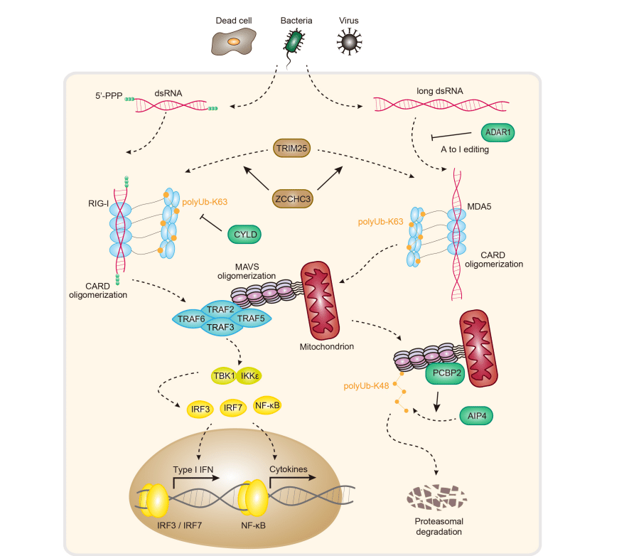 RNA に対する自然免疫応答: センシングとシグナル伝達｜カイン 