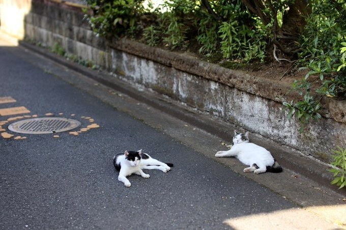 日陰で休む2匹の猫