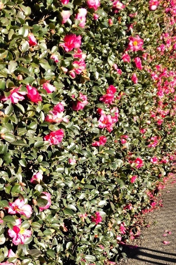 山茶花の道｜haruka