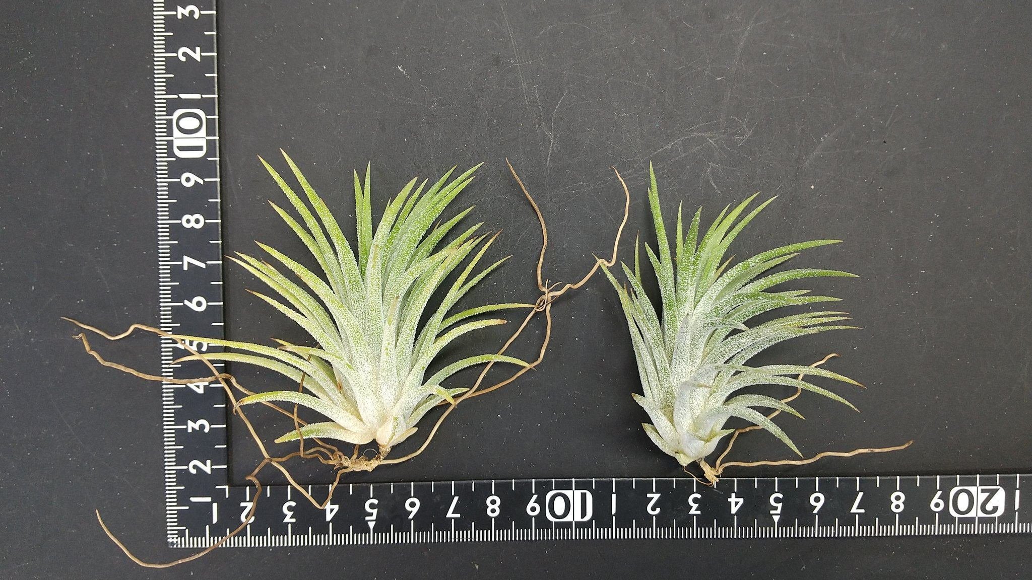 チランジア入荷リスト1/26｜NatureGarden🌿神田