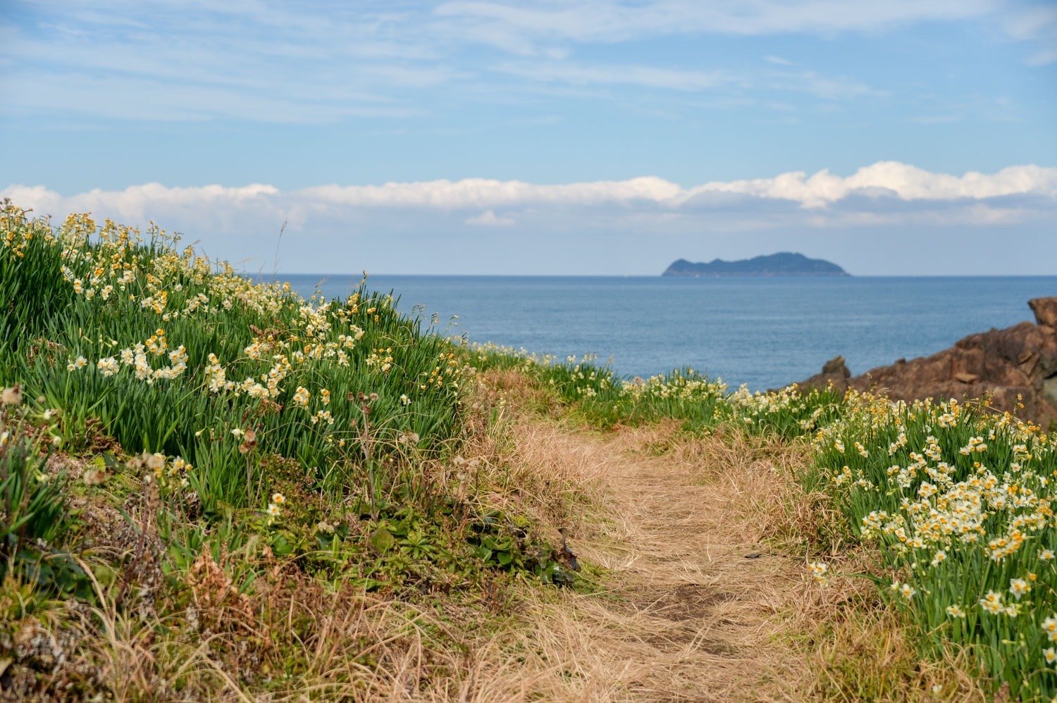 五感で感じたい！唐音水仙公園に出かけてきました。｜くらしアトリエ