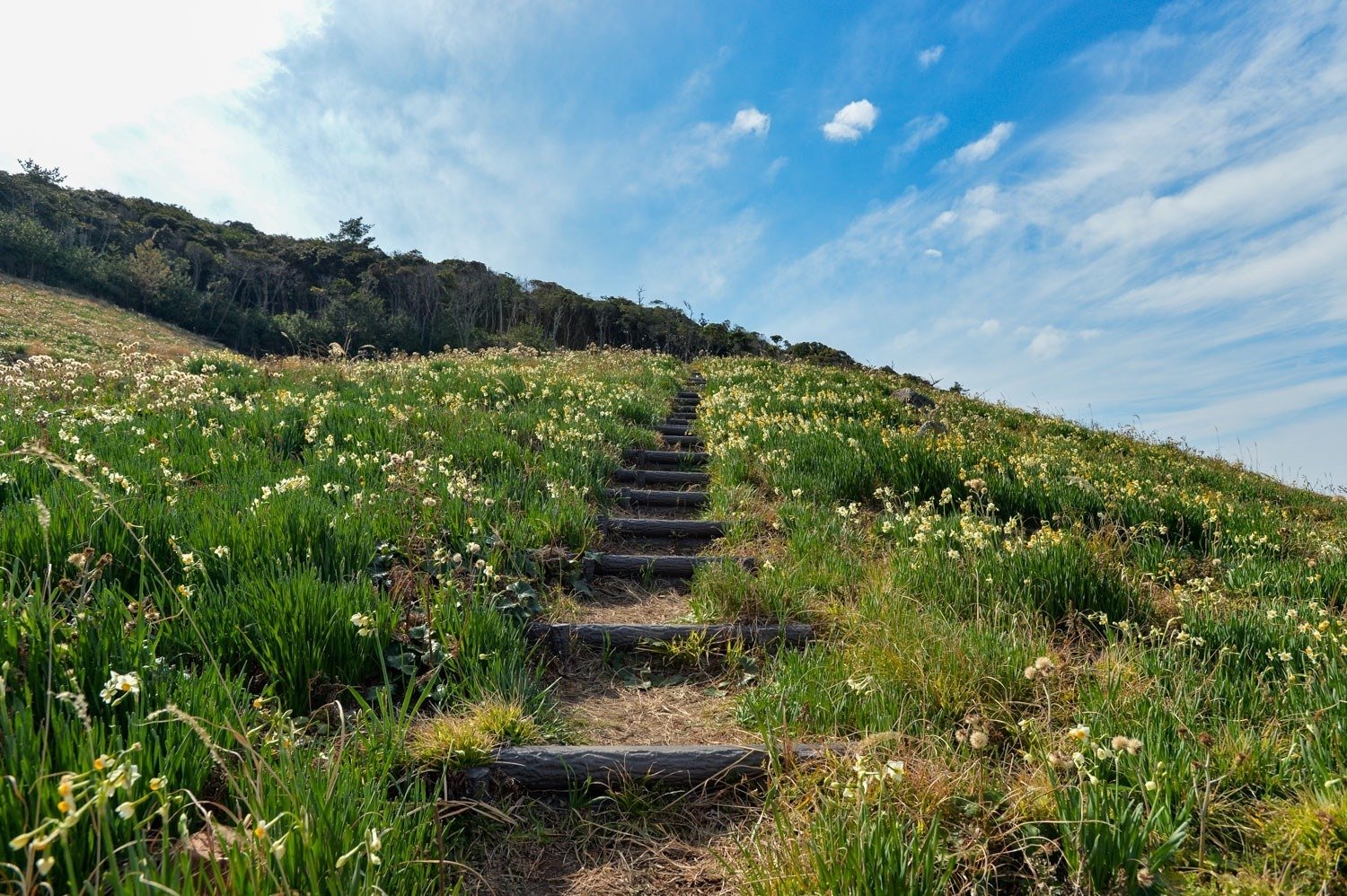 五感で感じたい！唐音水仙公園に出かけてきました。｜くらしアトリエ
